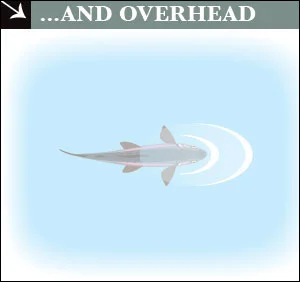 overhead.jpg