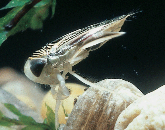 Corixa