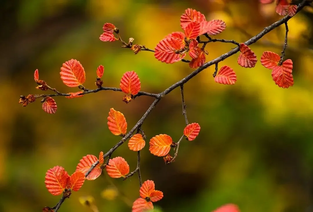 Turning of the Fagus, Mt Field National Park, Tasmania

Fagus (Nothofagus gunnii) is the only native deciduous tree species in Tasmania. Every Autumn these trees change to beautiful golden and red colours throughout select areas of the Alpine landsca