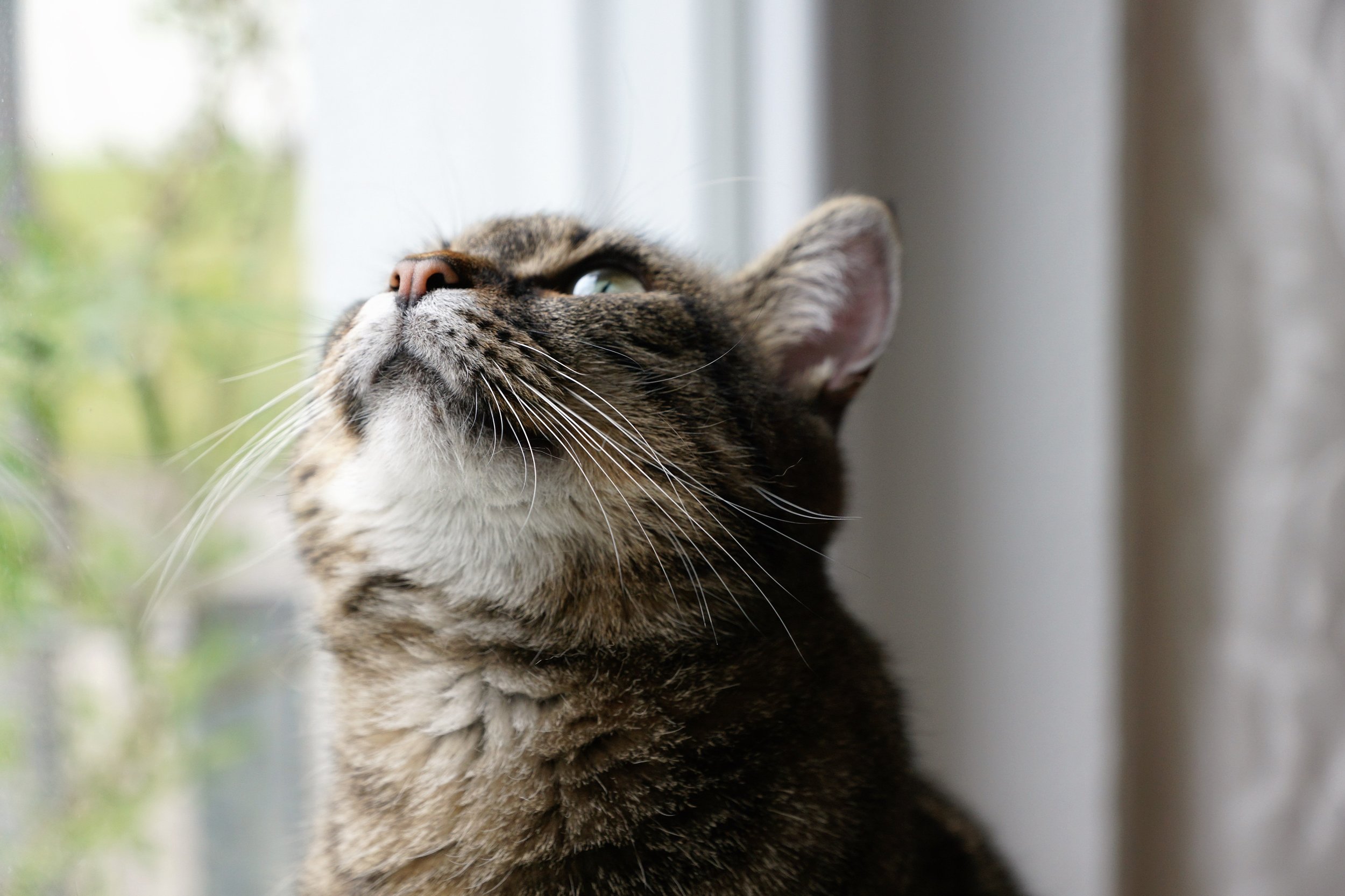 cat-2245921.jpg