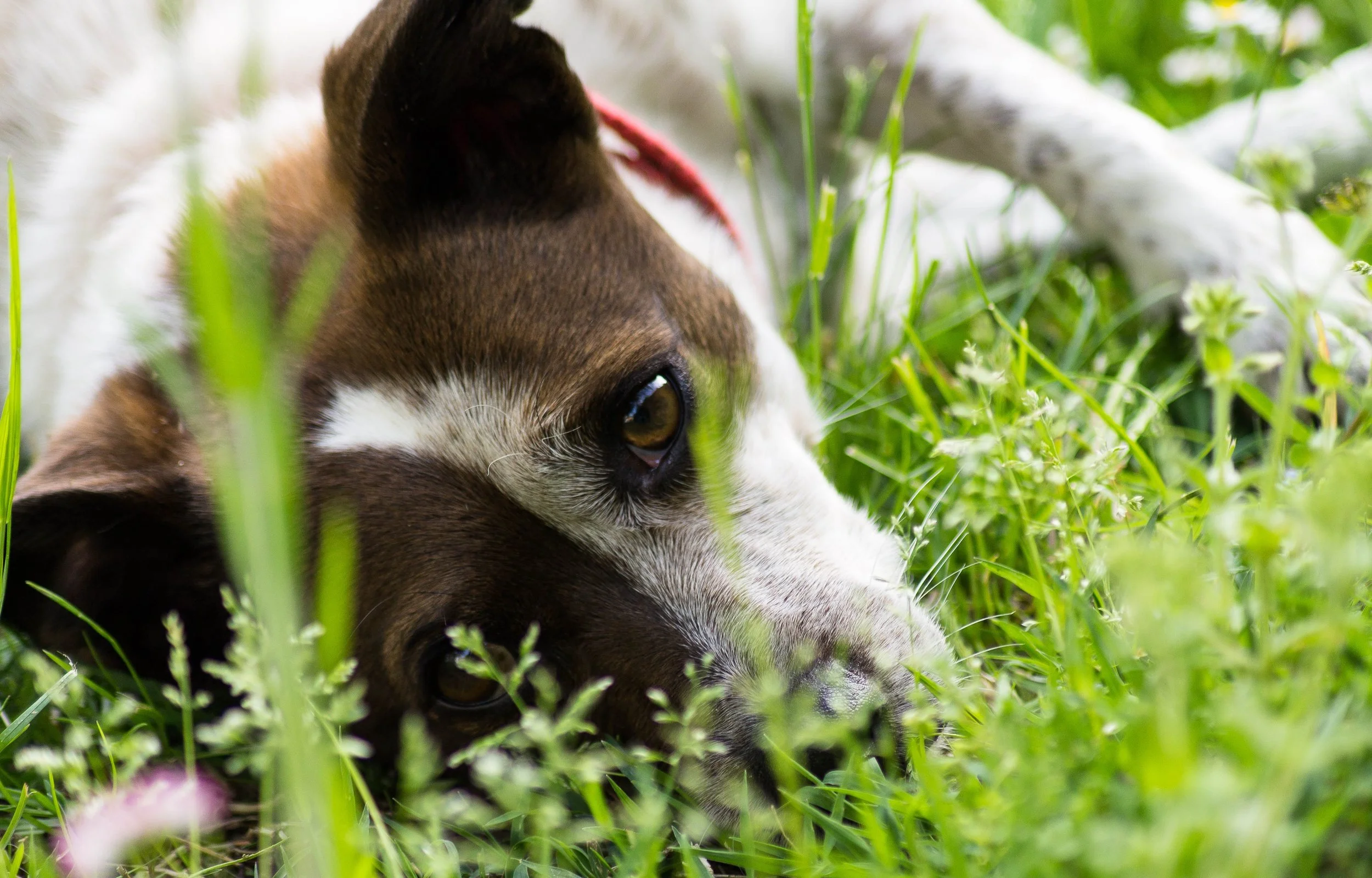 dog-2160253.jpg