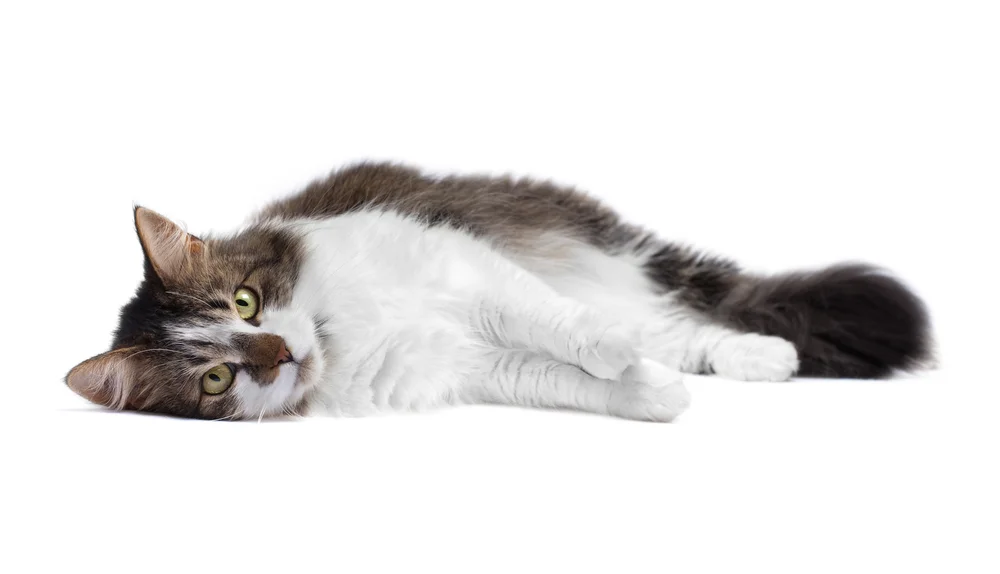 cat-lying-on-side_2.jpg