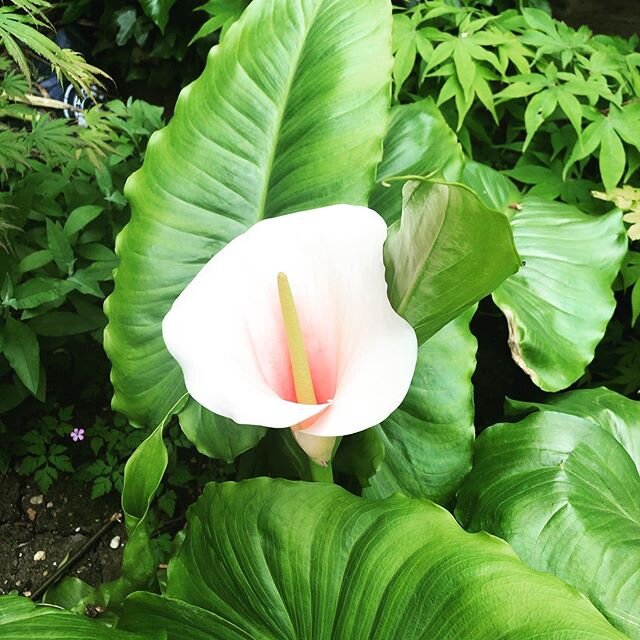 My perfect pink Calla lily 💗🌸