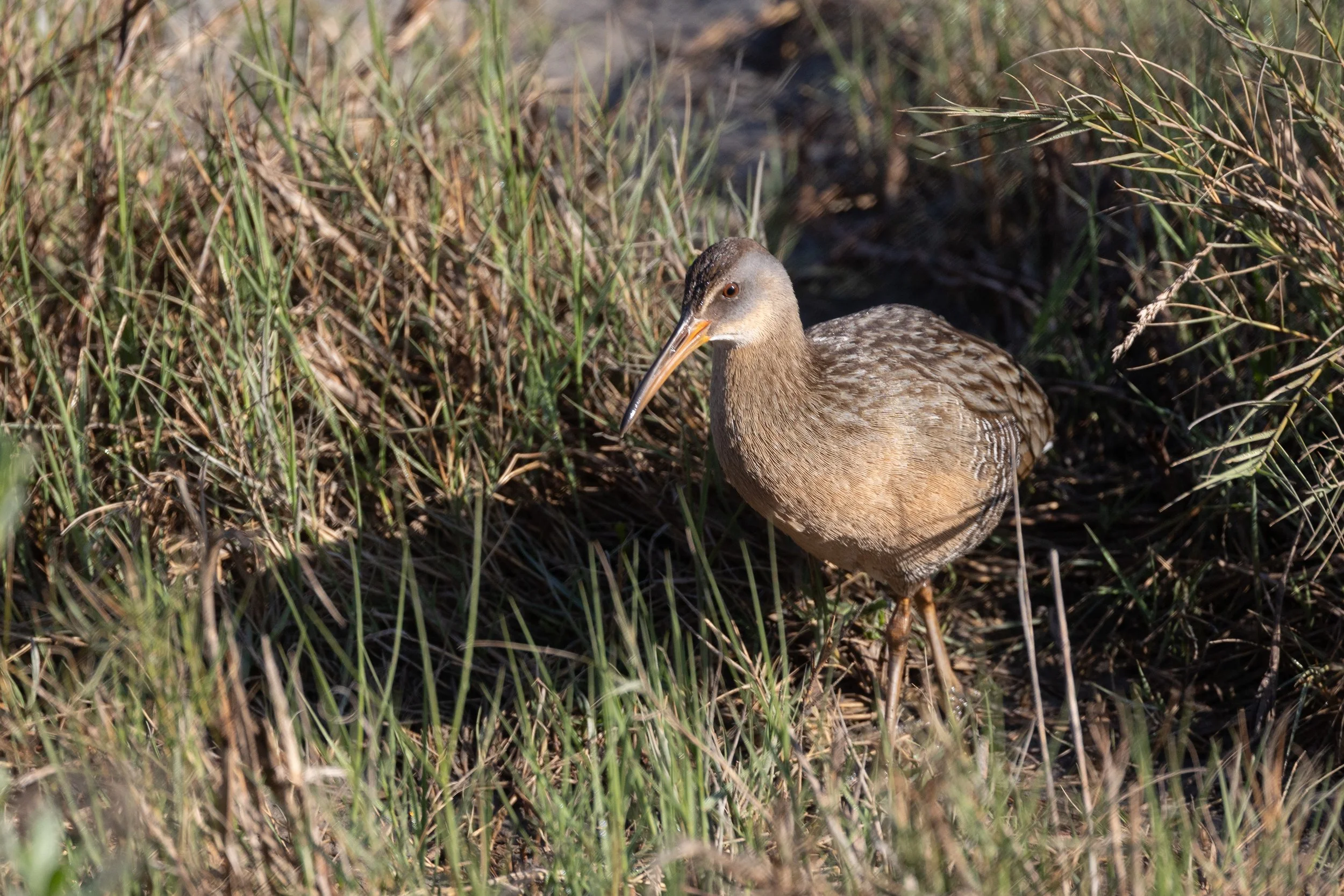 Clapper Rail