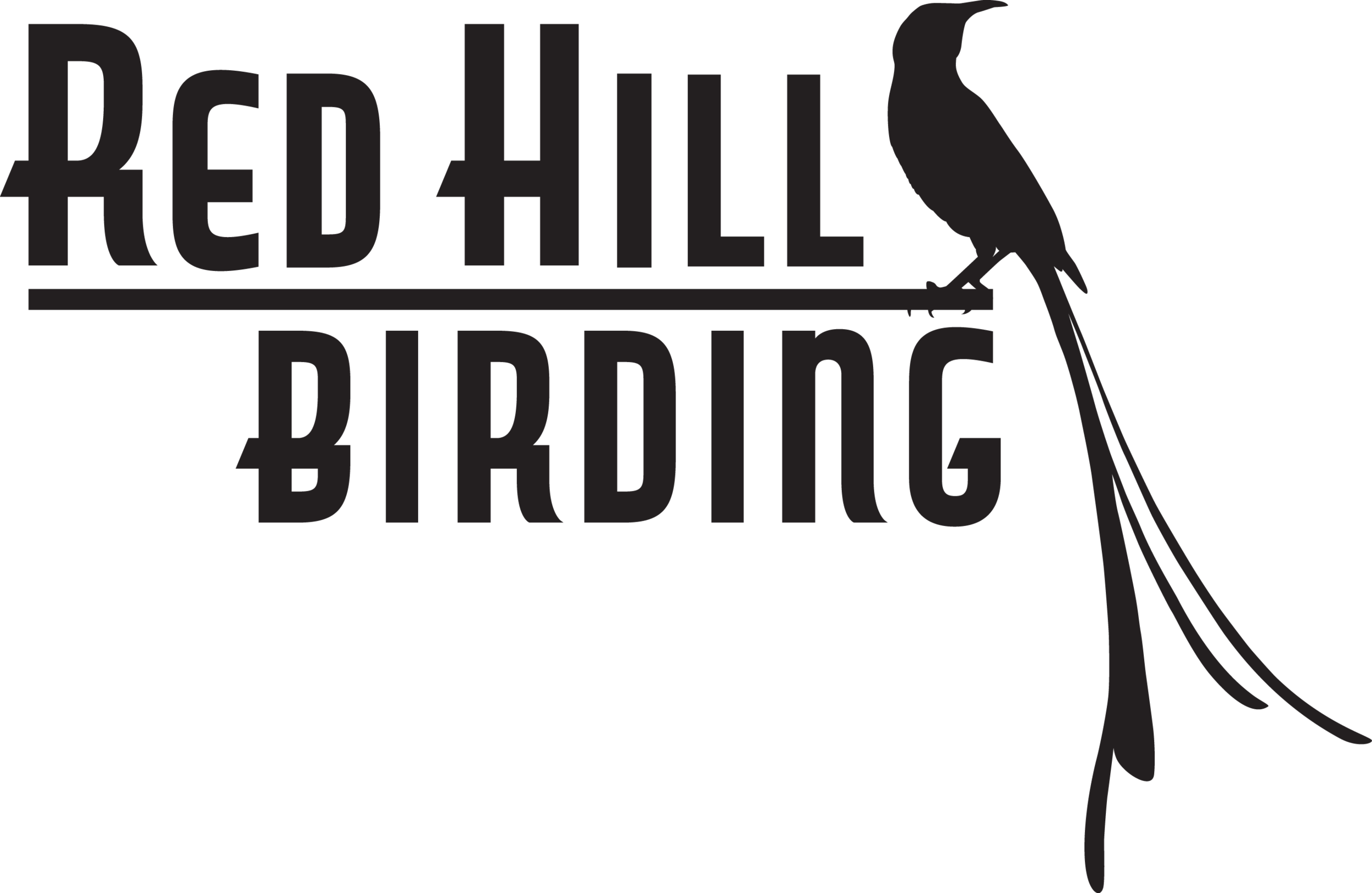 Josh Engel - Red Hill Birding