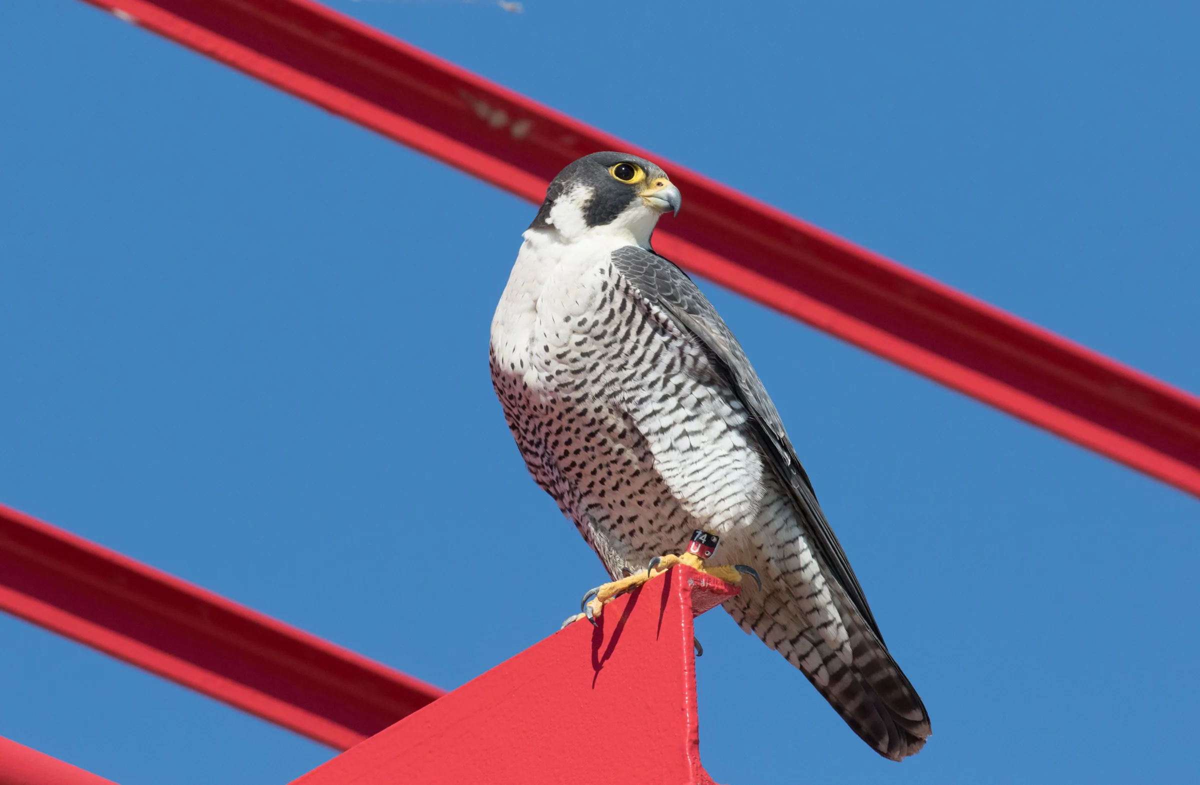 Peregrine_Falcon_banded_AF9A8316.jpg