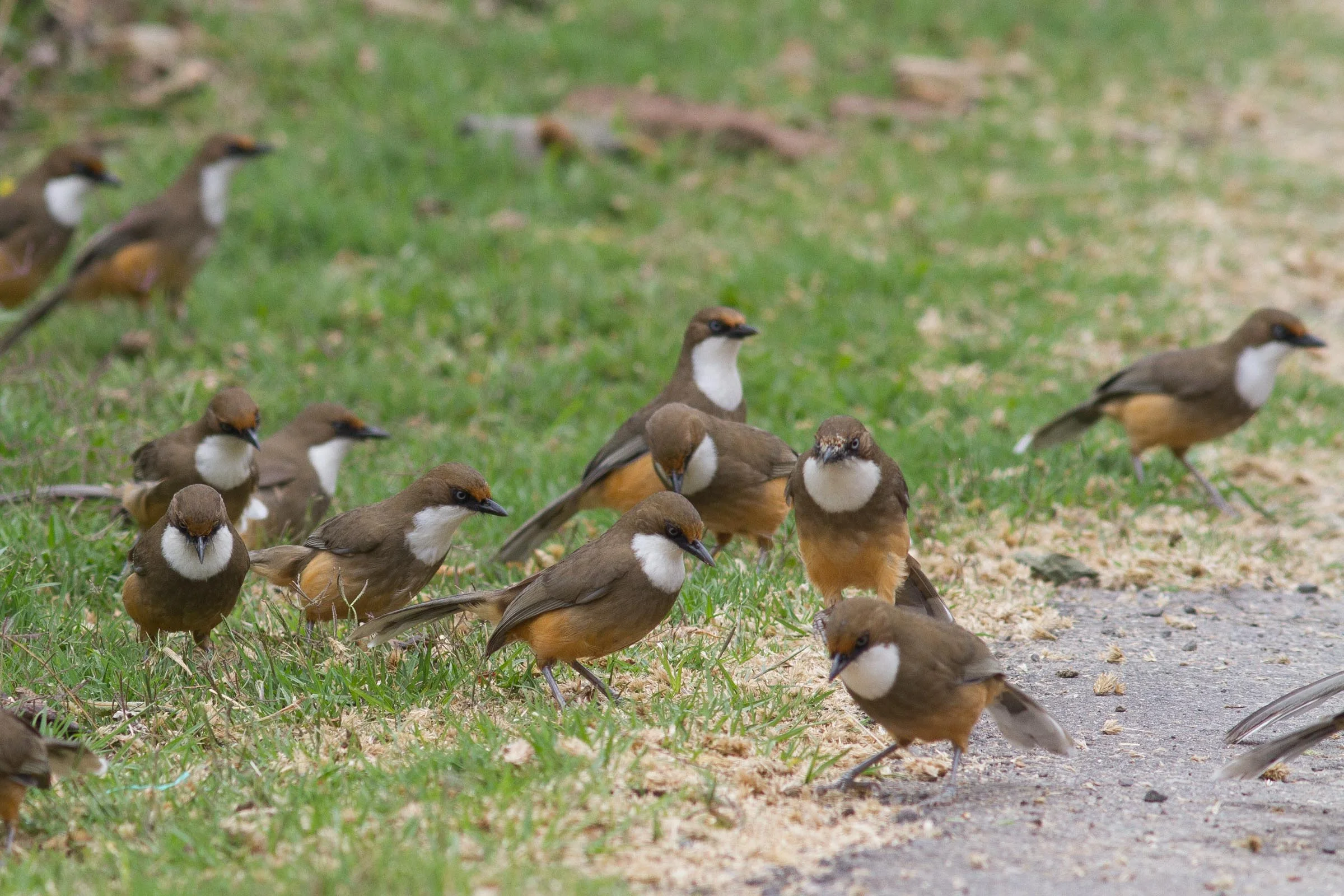 White-throated Laughingthrush flock