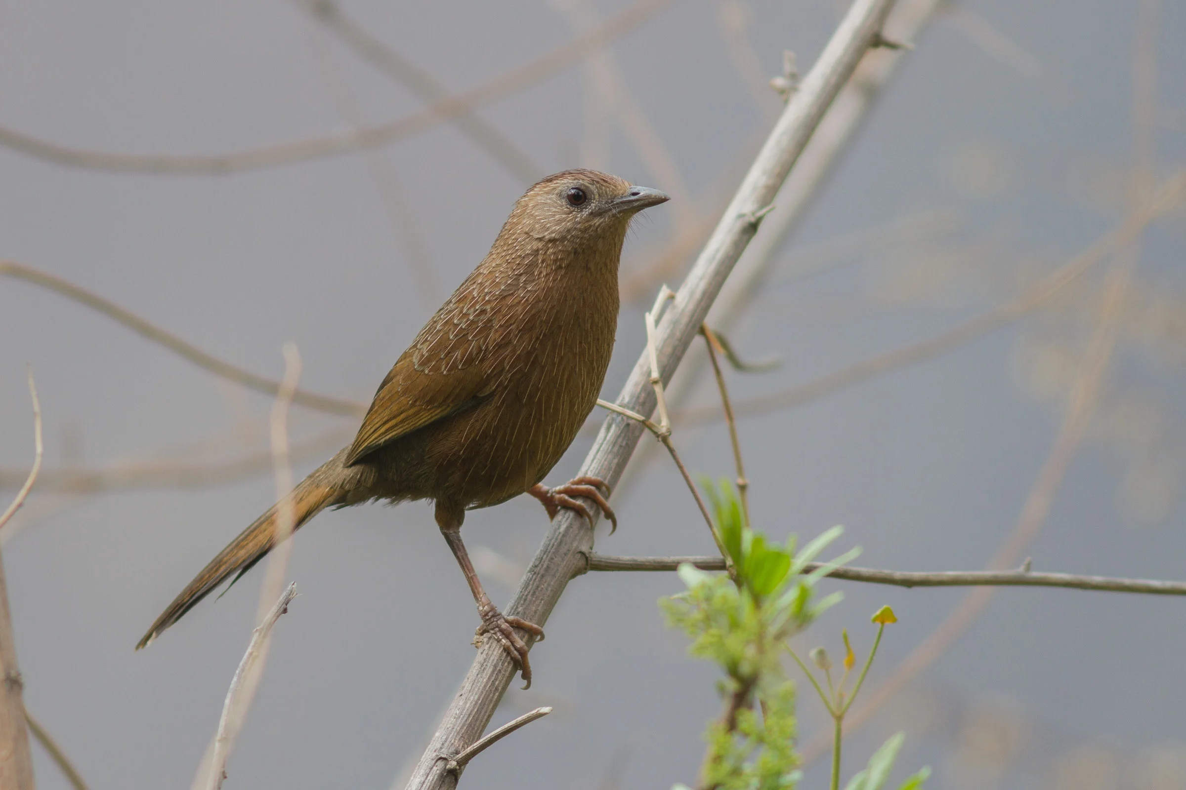 Bhutan Laughtingthrush