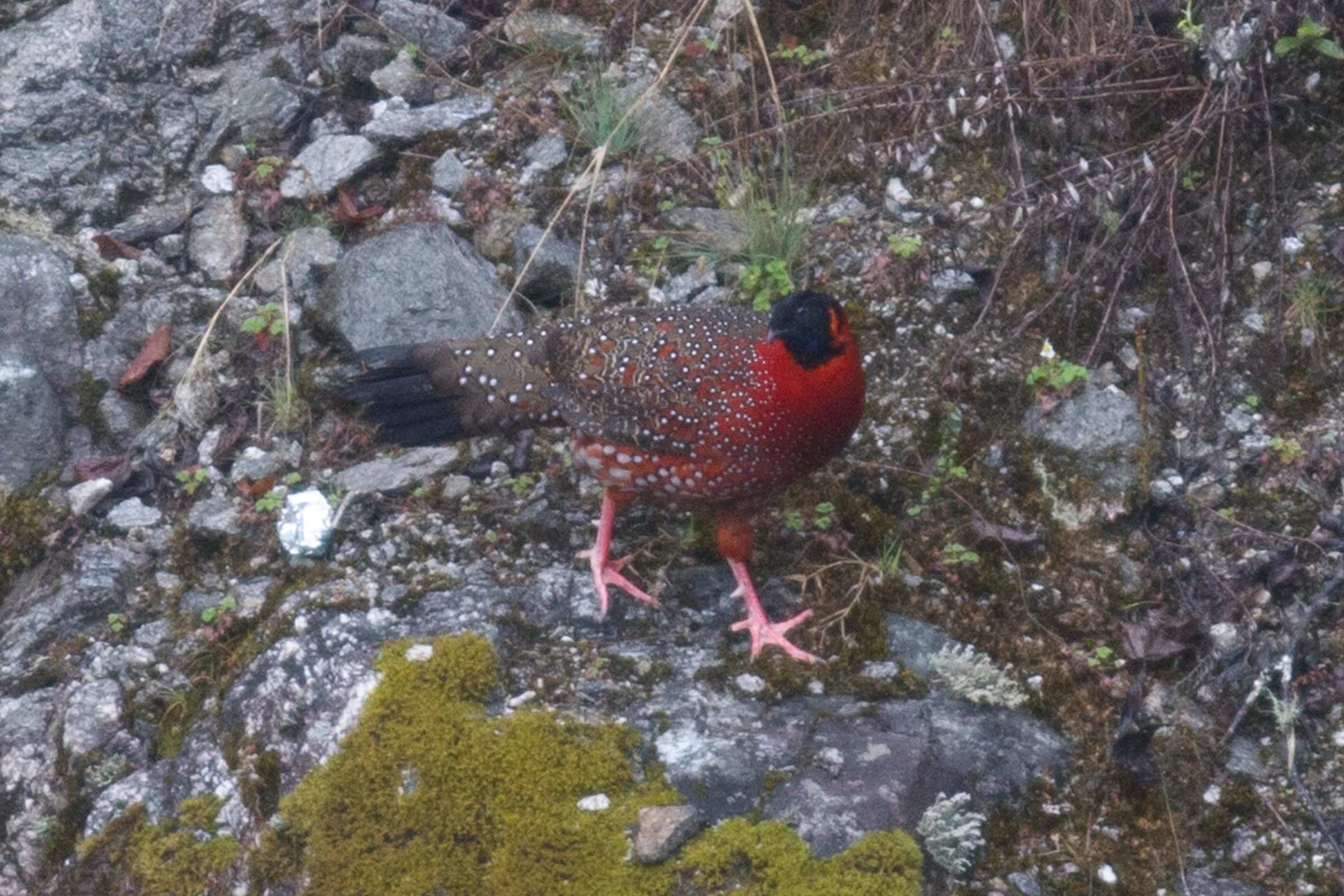 Satyr Tragopan