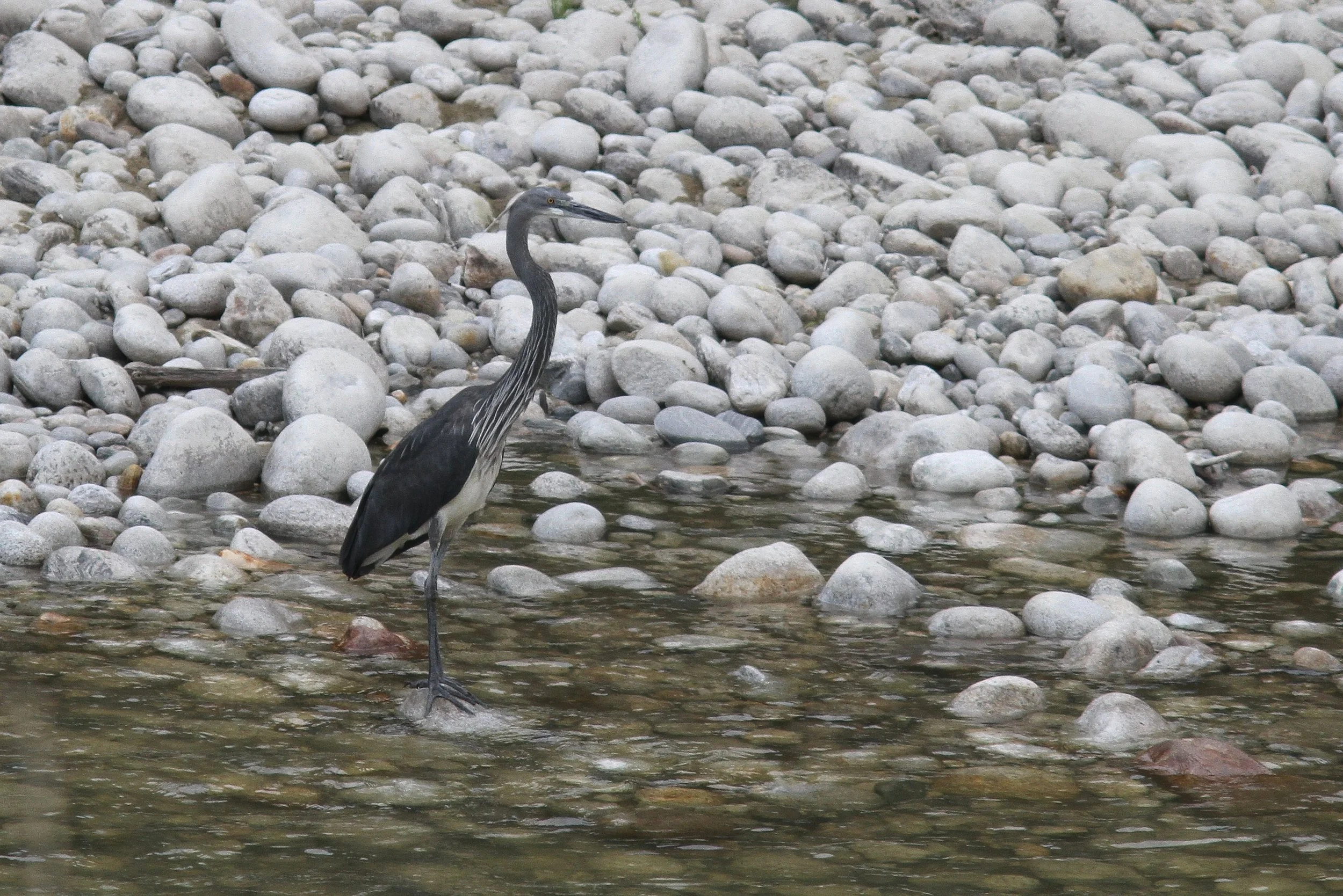 White-bellied Heron