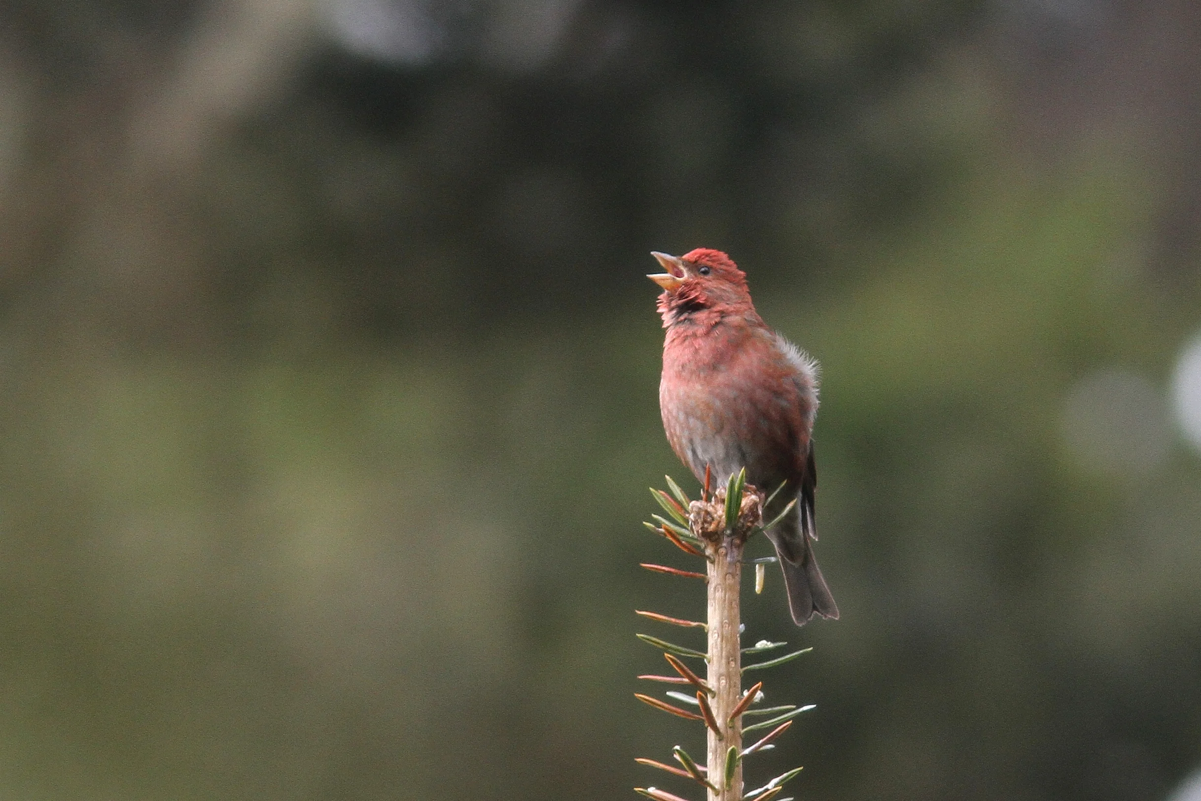 Blanford's Rosefinch