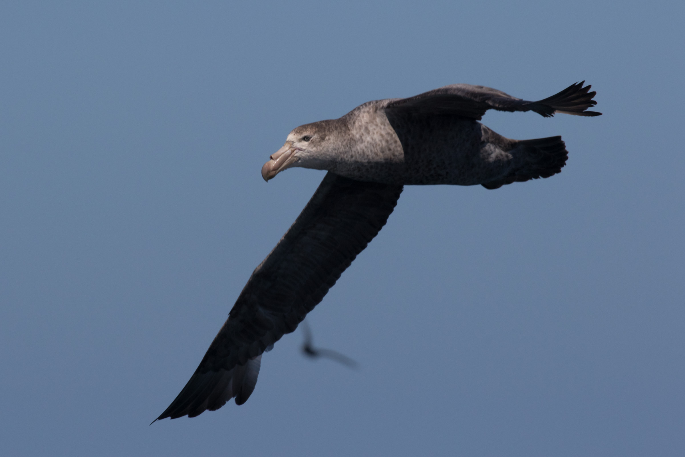 Northern Giant-Petrel