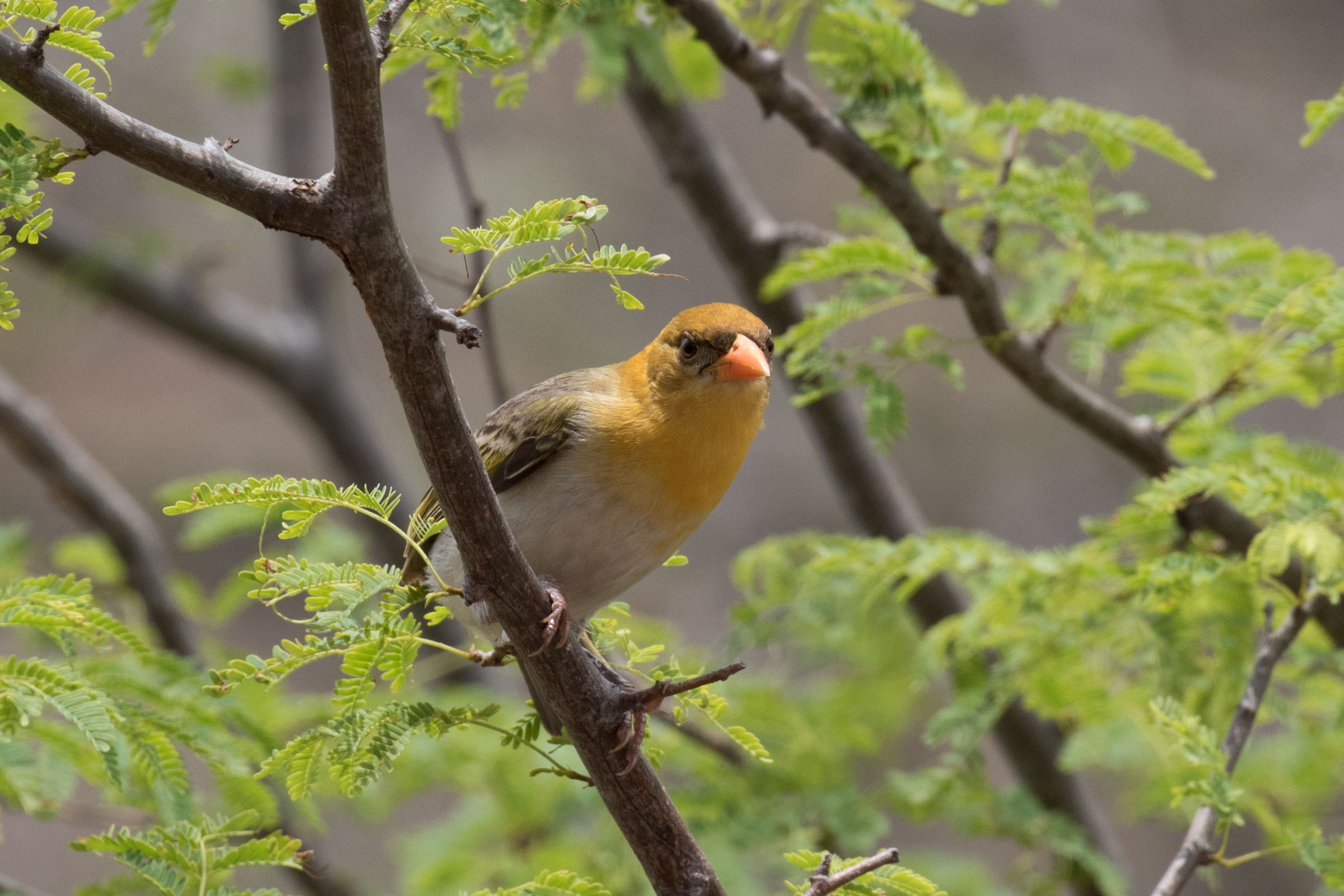Red-headed Weaver