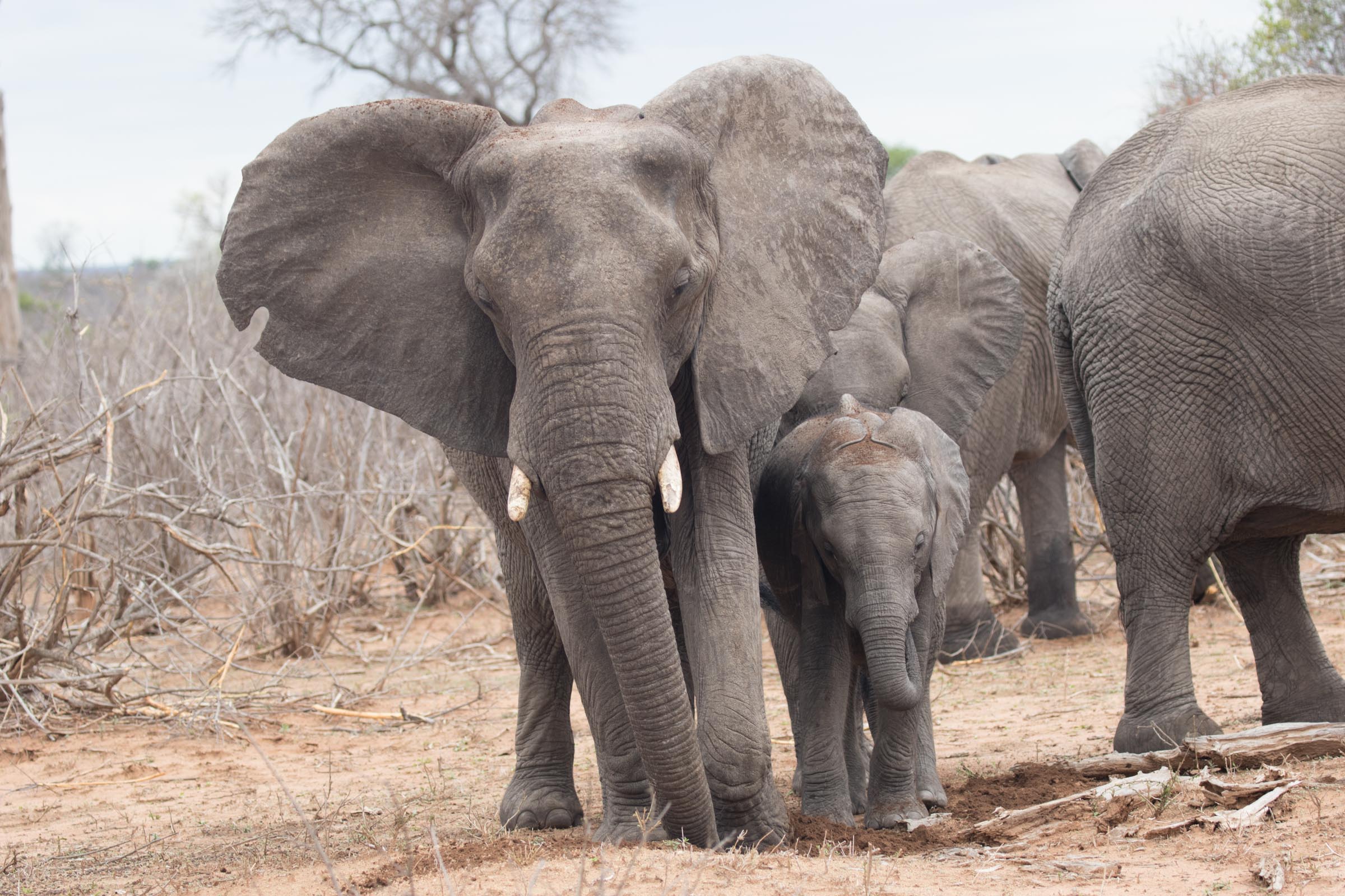 African Elephant