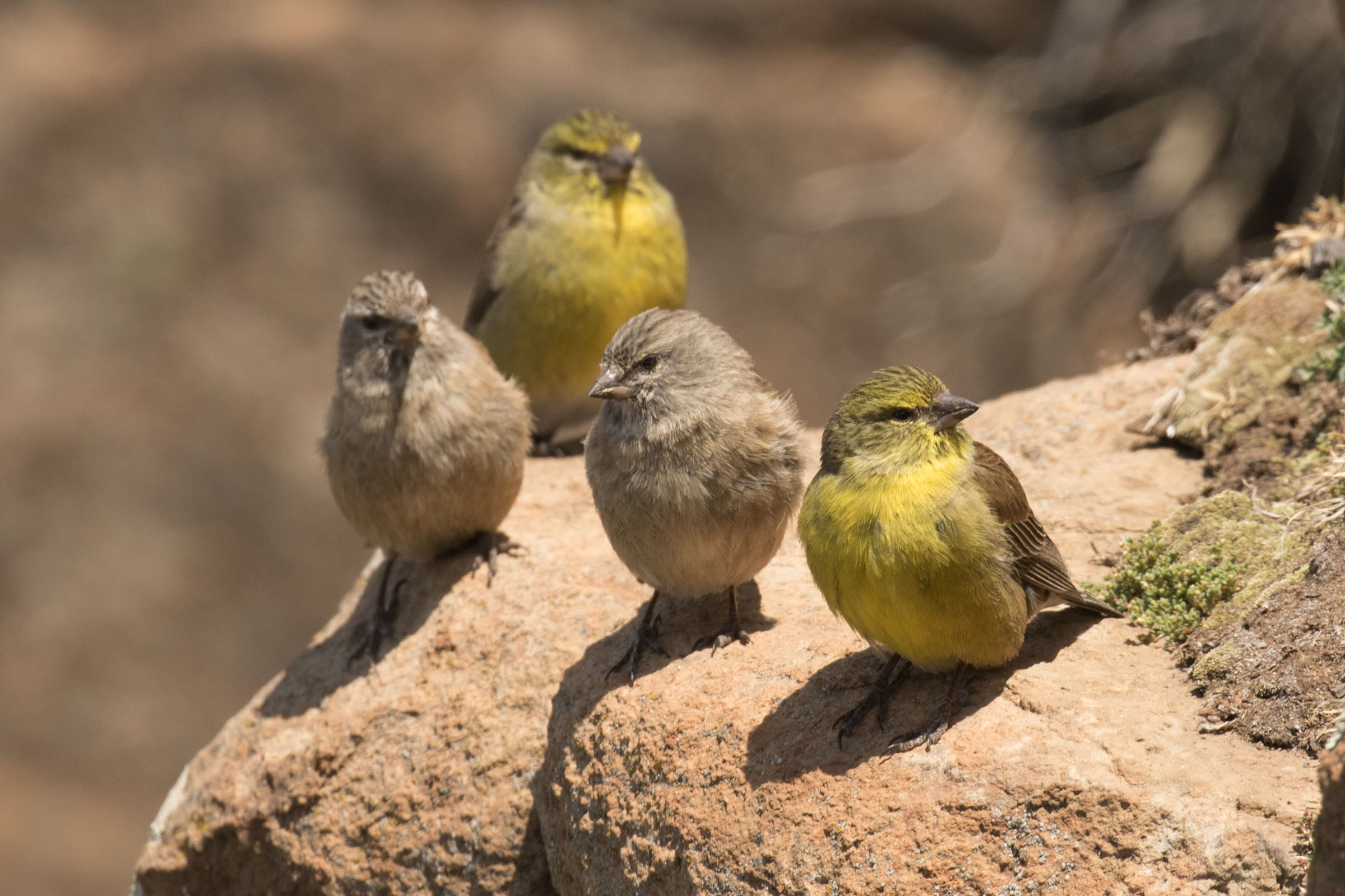 Drakensberg Siskin