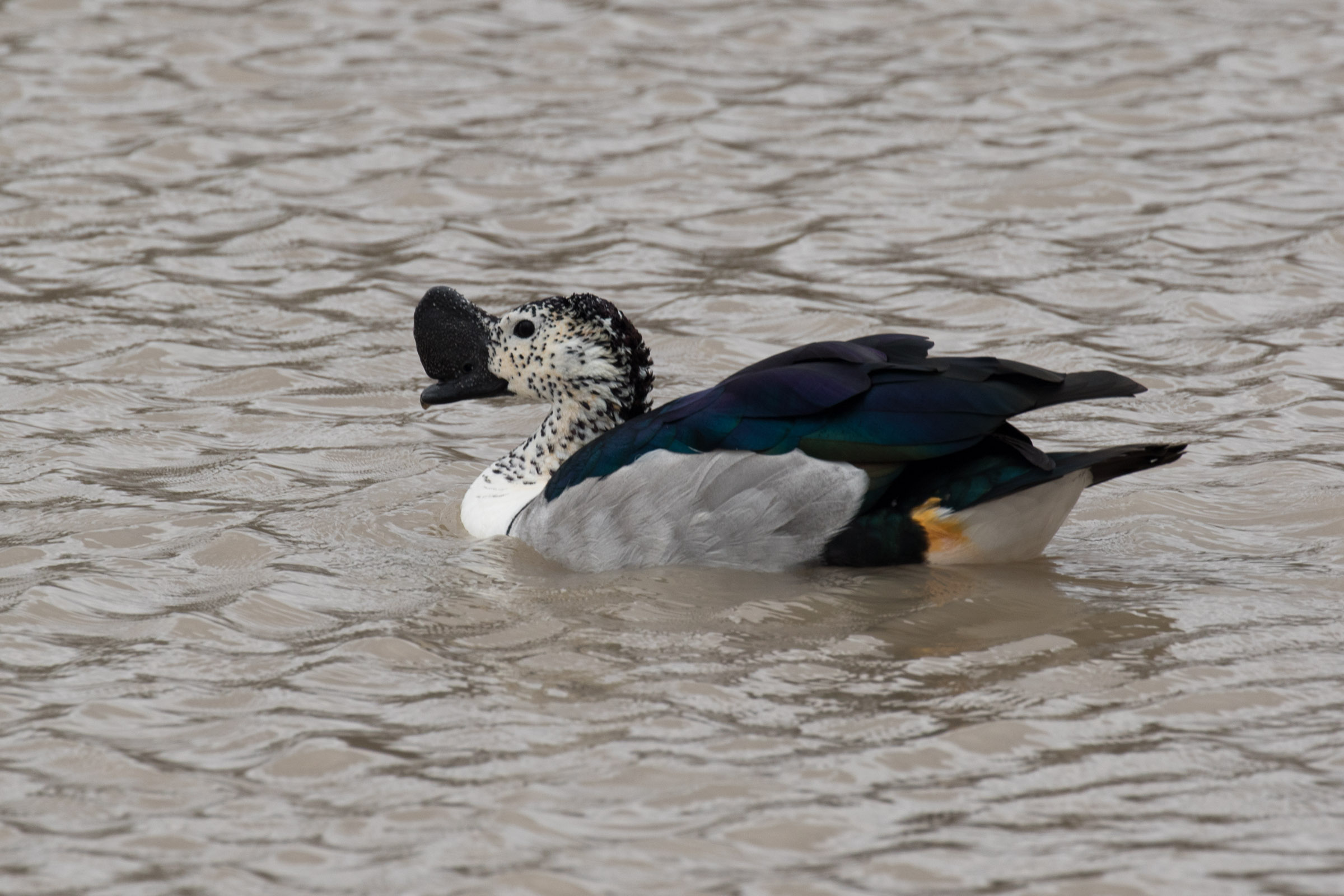 Comb Duck