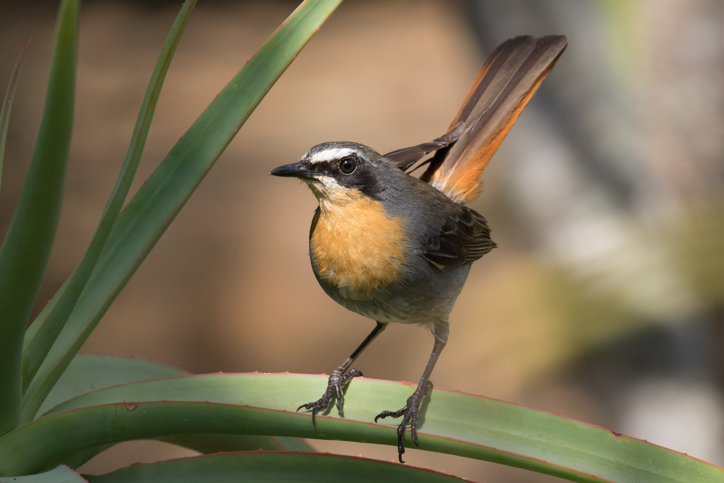 Cape Robin-Chat