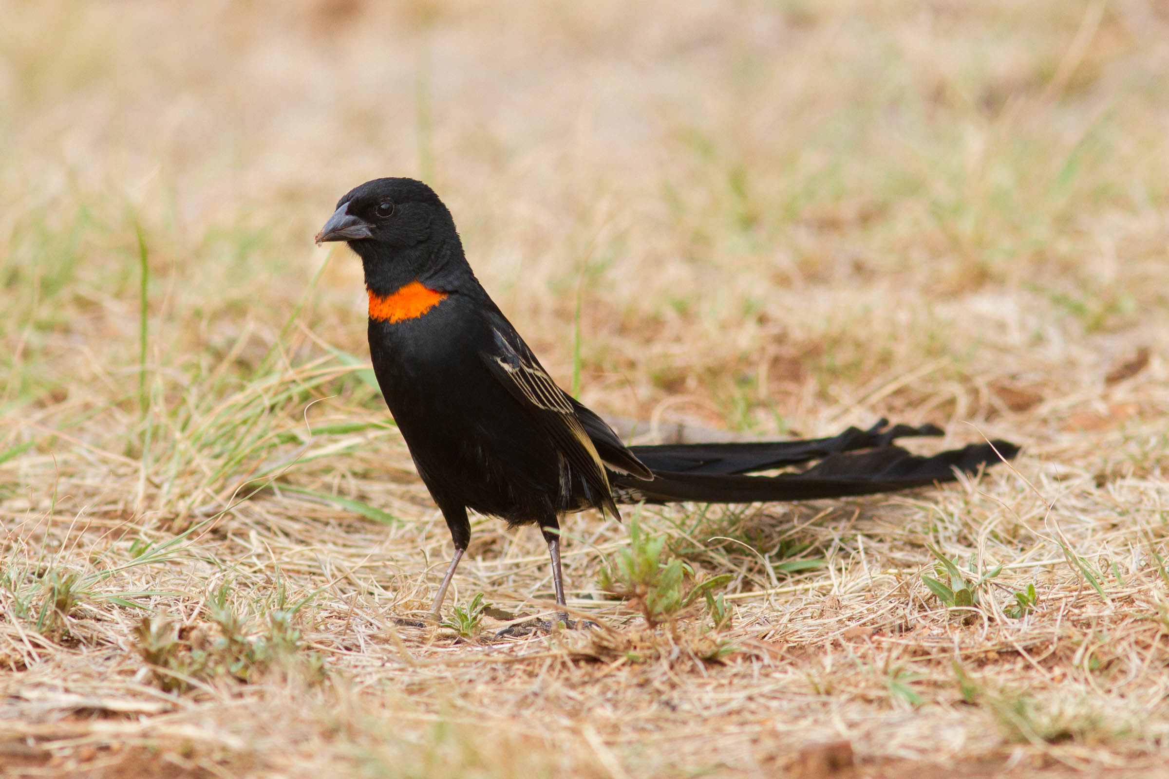 Red-collared Widowbird