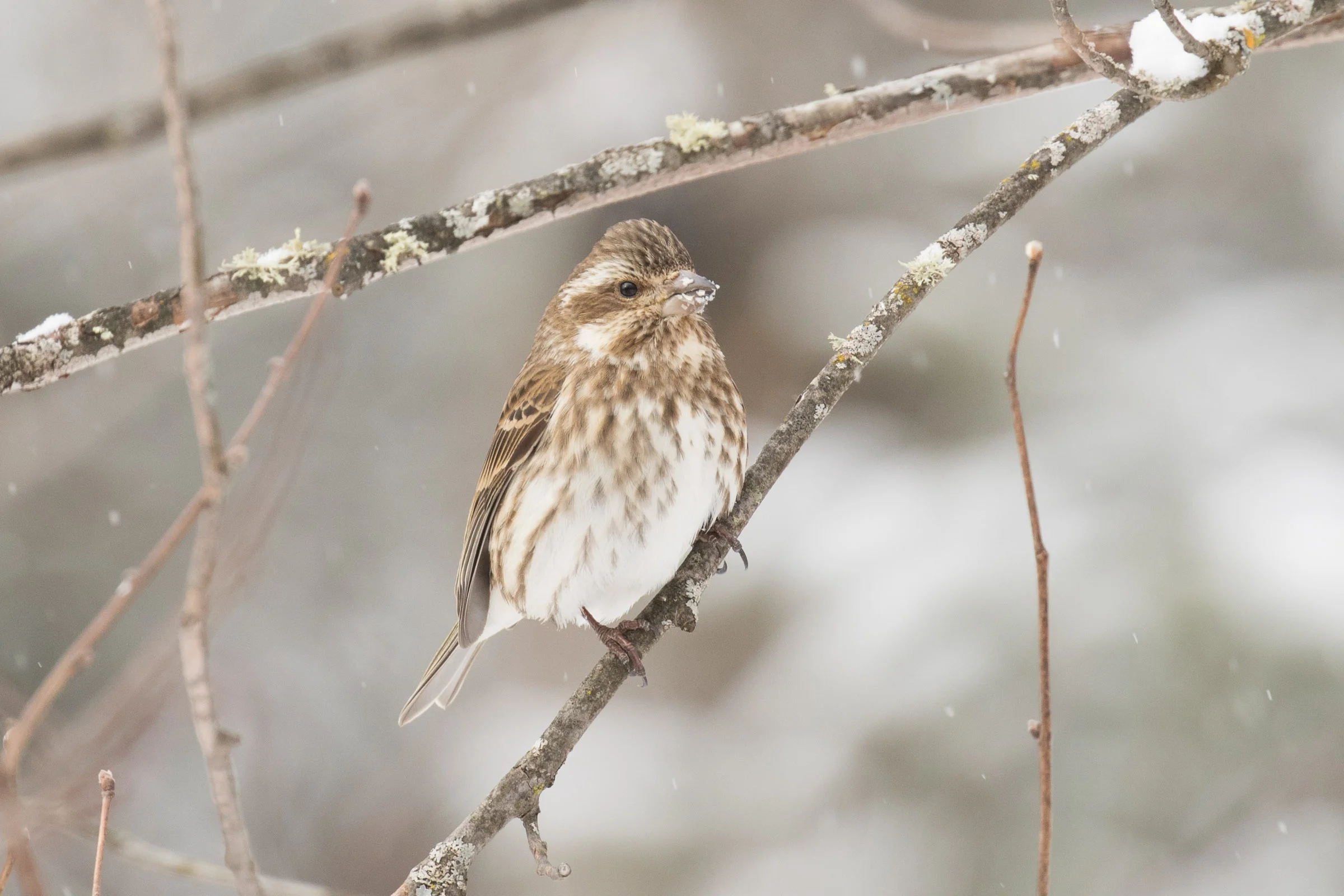 Purple Finch