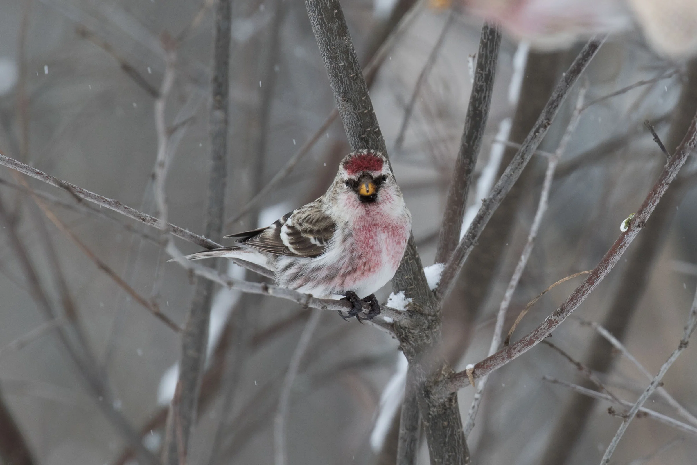 Hoary Redpoll