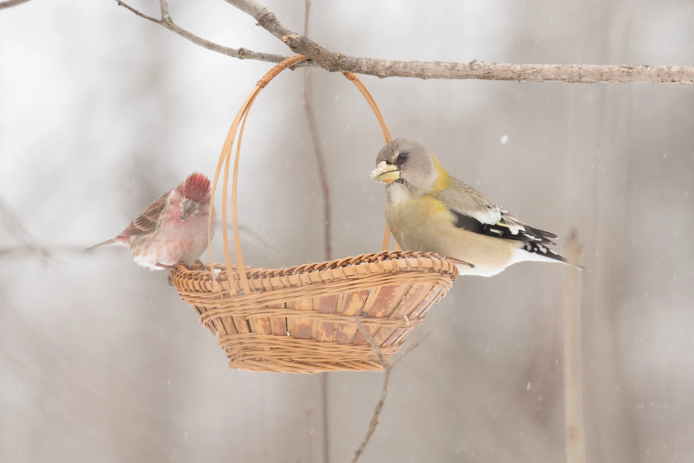 Evening Grosbeak and Purple Finch