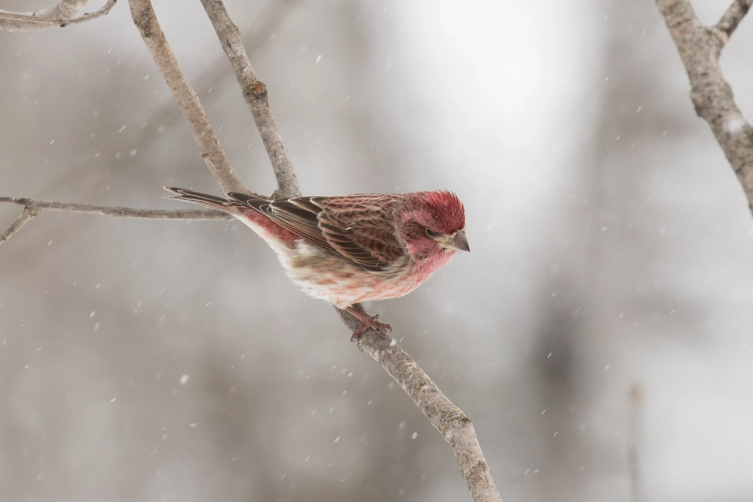 Purple Finch
