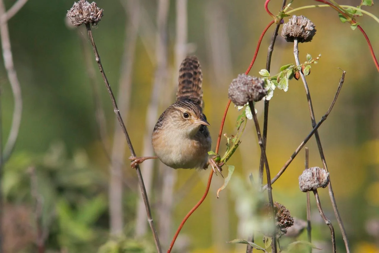 Sedge Wren