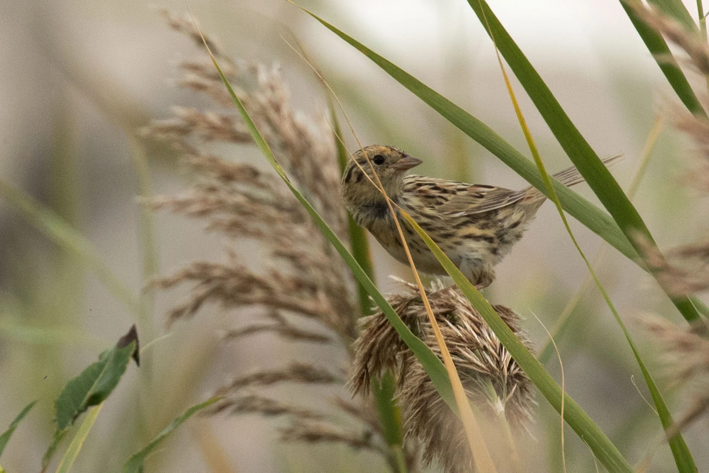 Le Conte's Sparrow