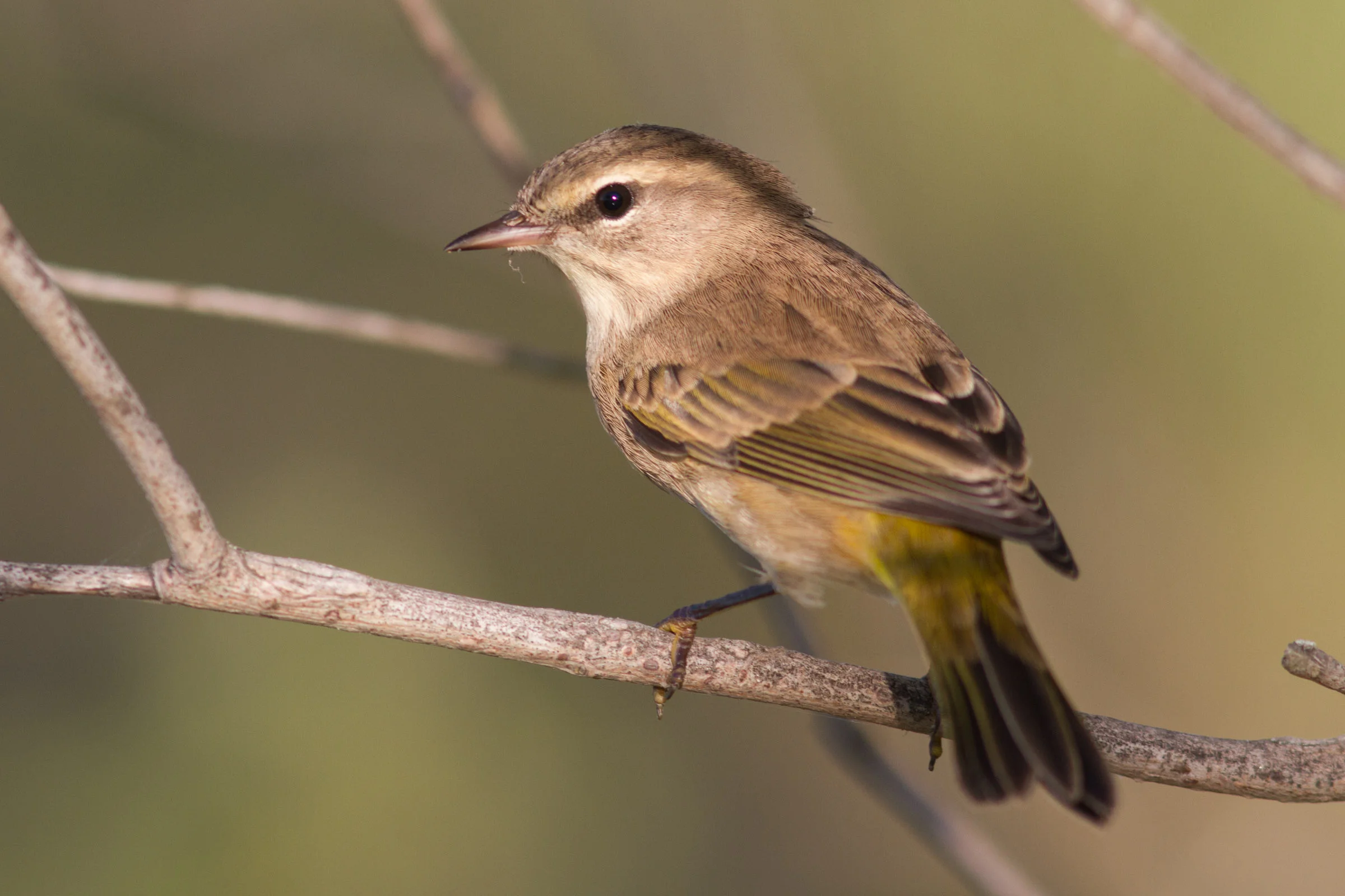 Palm Warbler