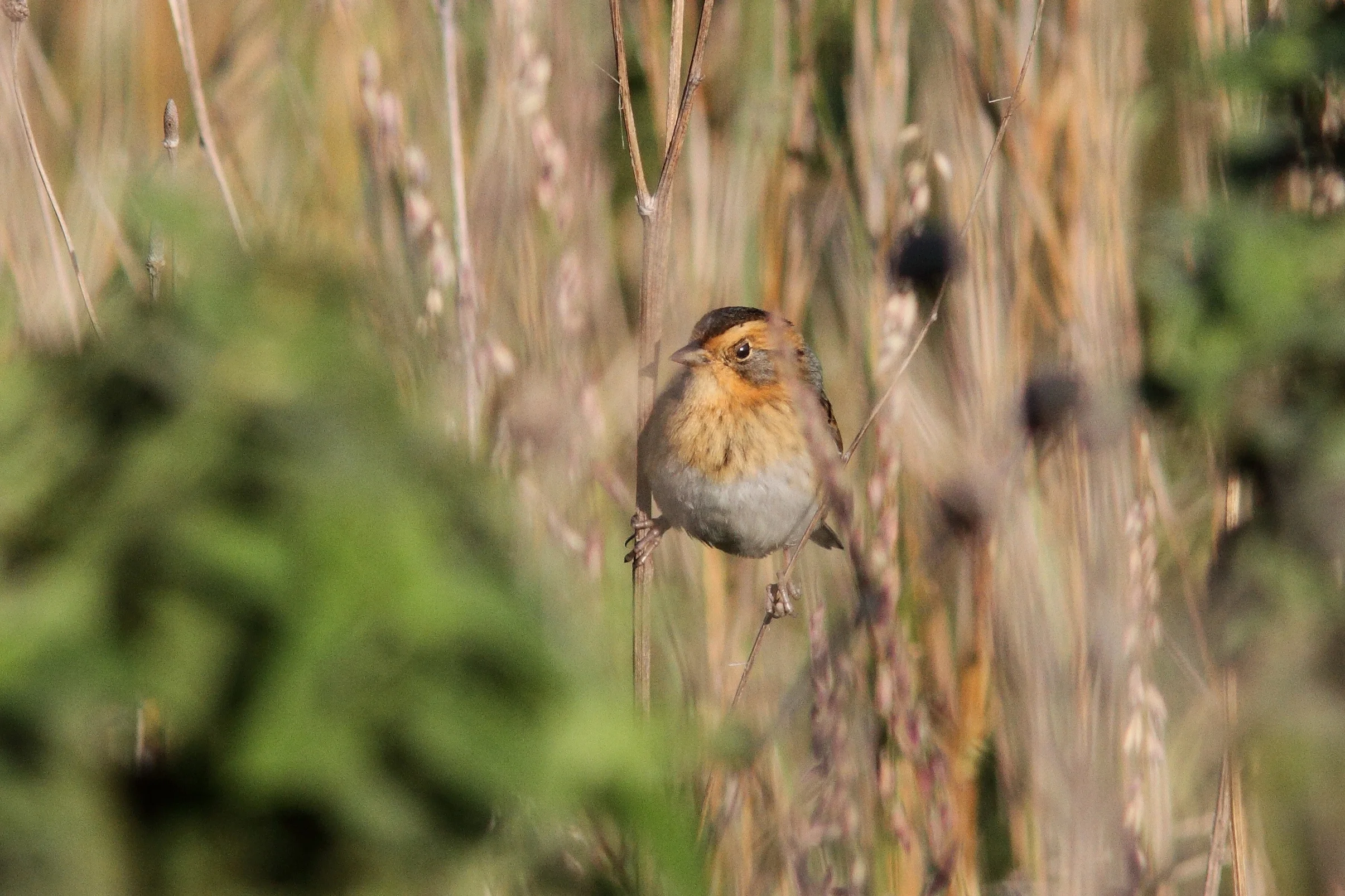 Nelson's Sparrow