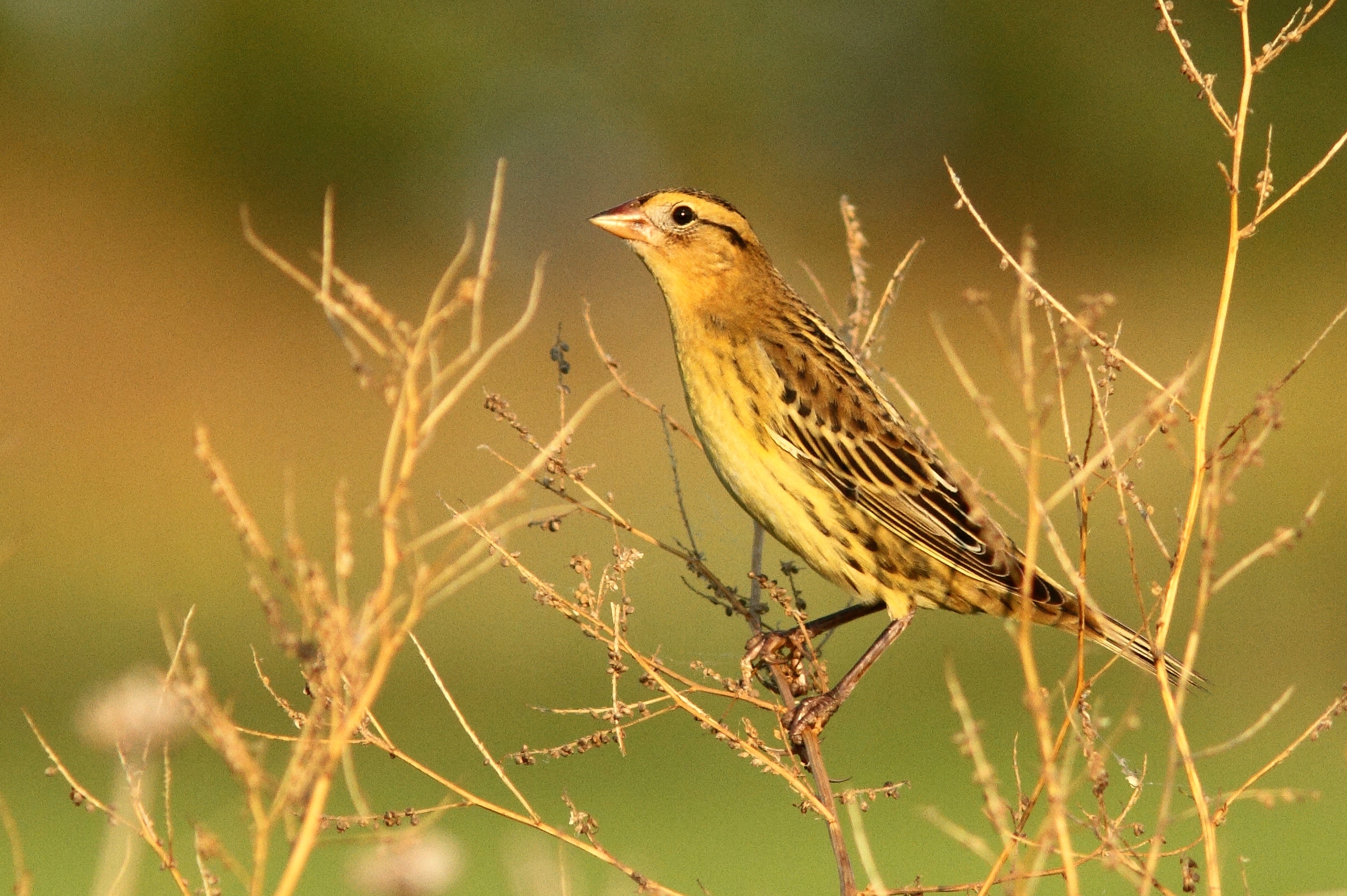 Bobolink