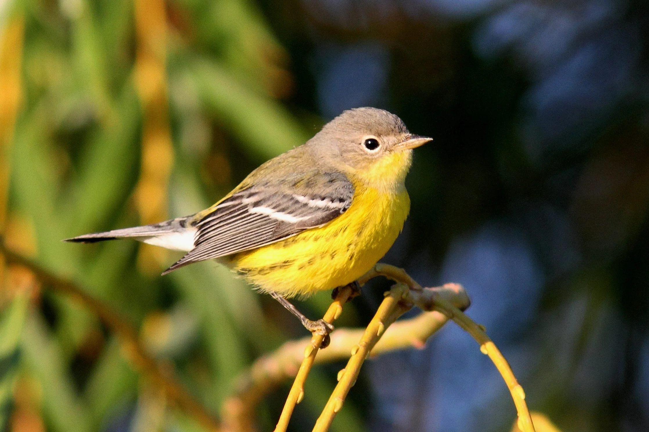 Magnolia Warbler