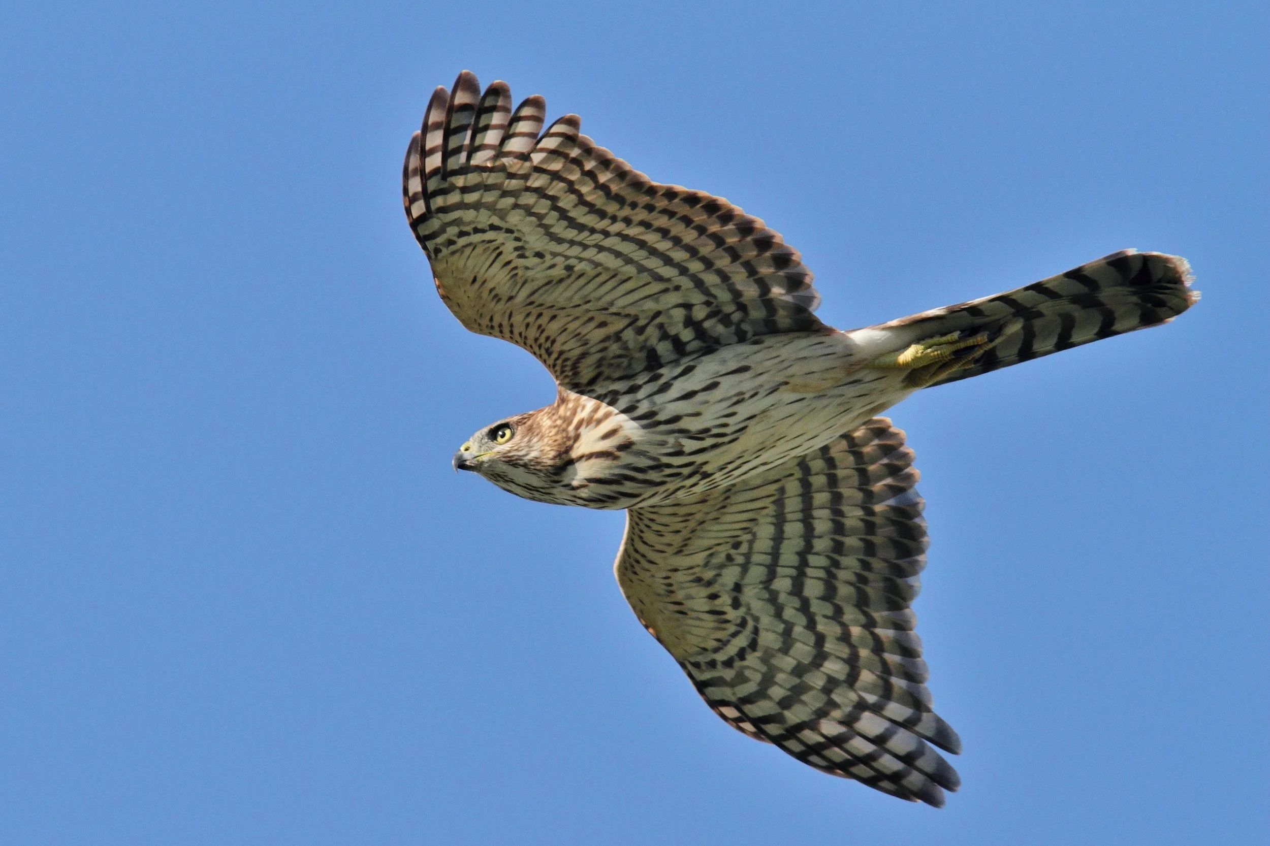 Cooper's Hawk