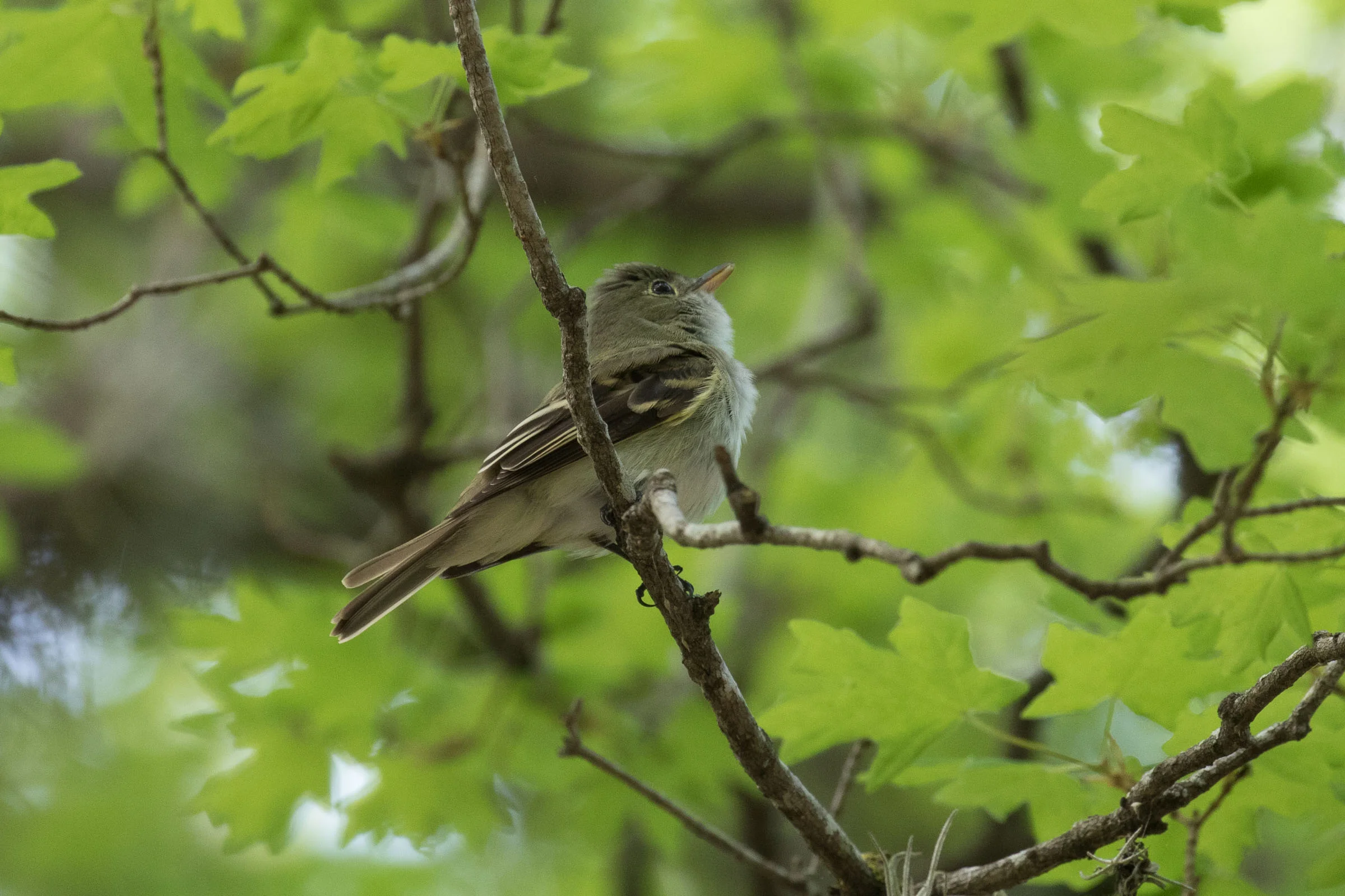 Acadian Flycatcher