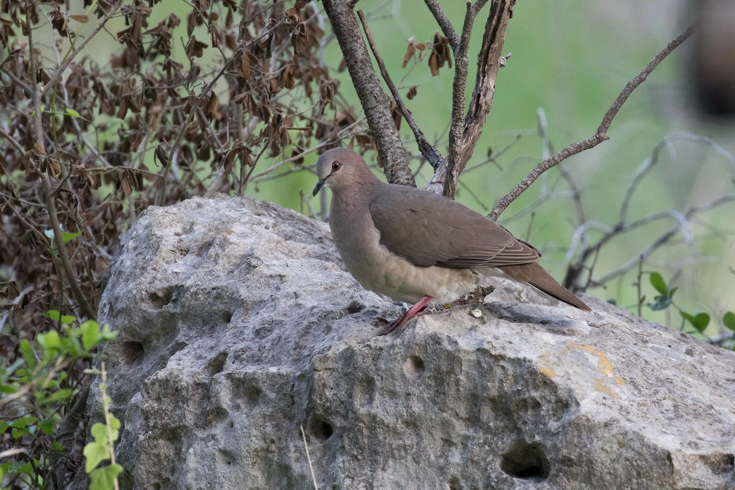 White-tipped Dove