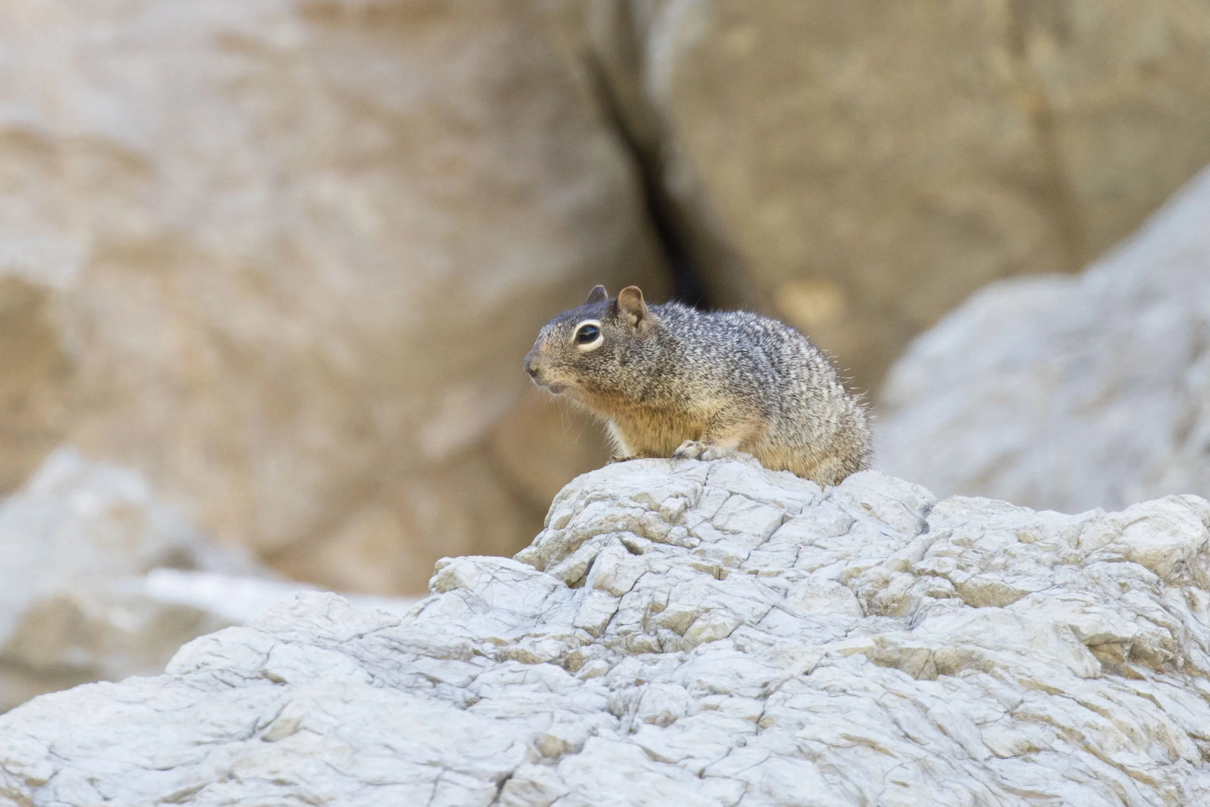 Rock Squirrel