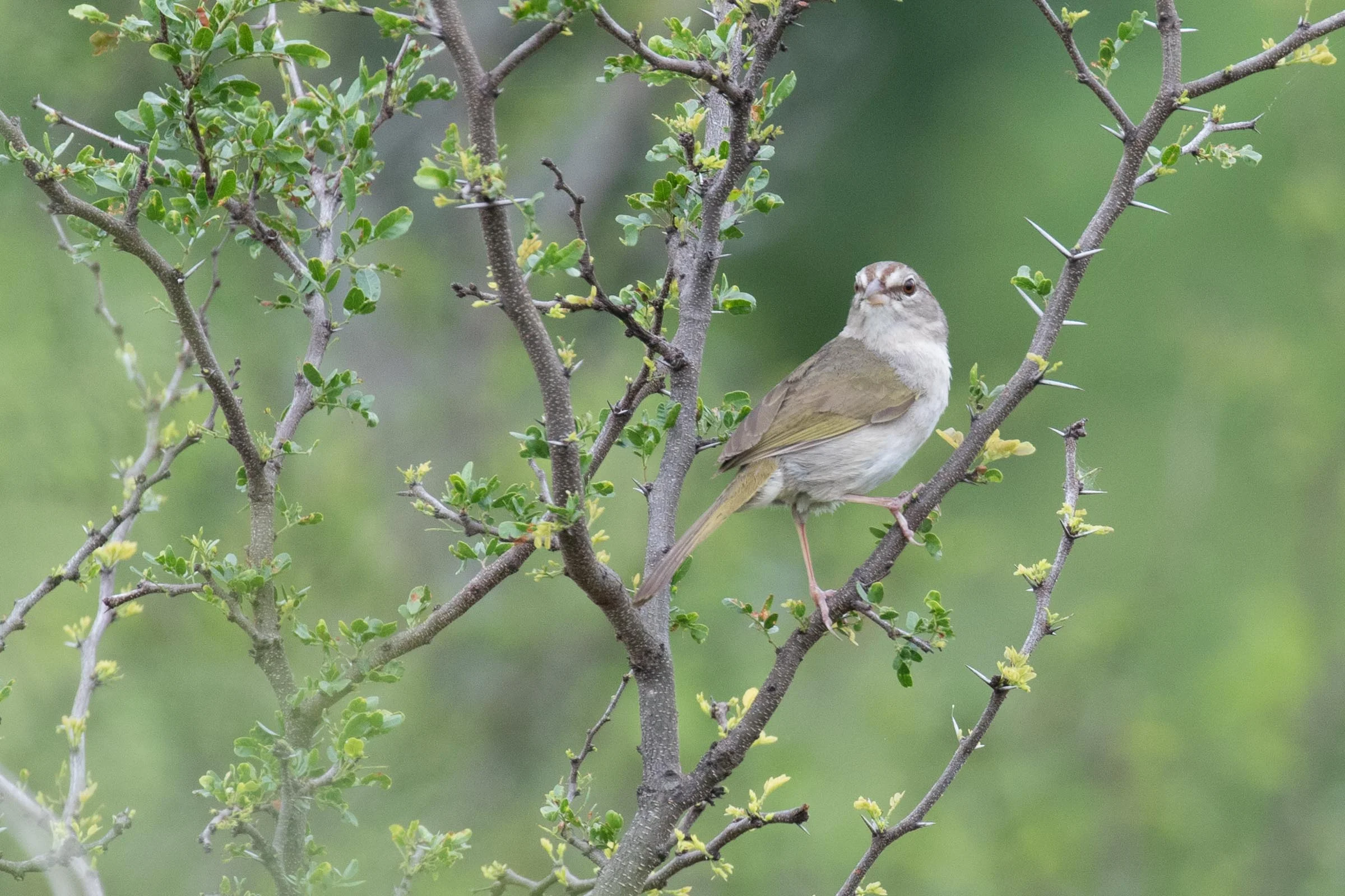 Olive Sparrow