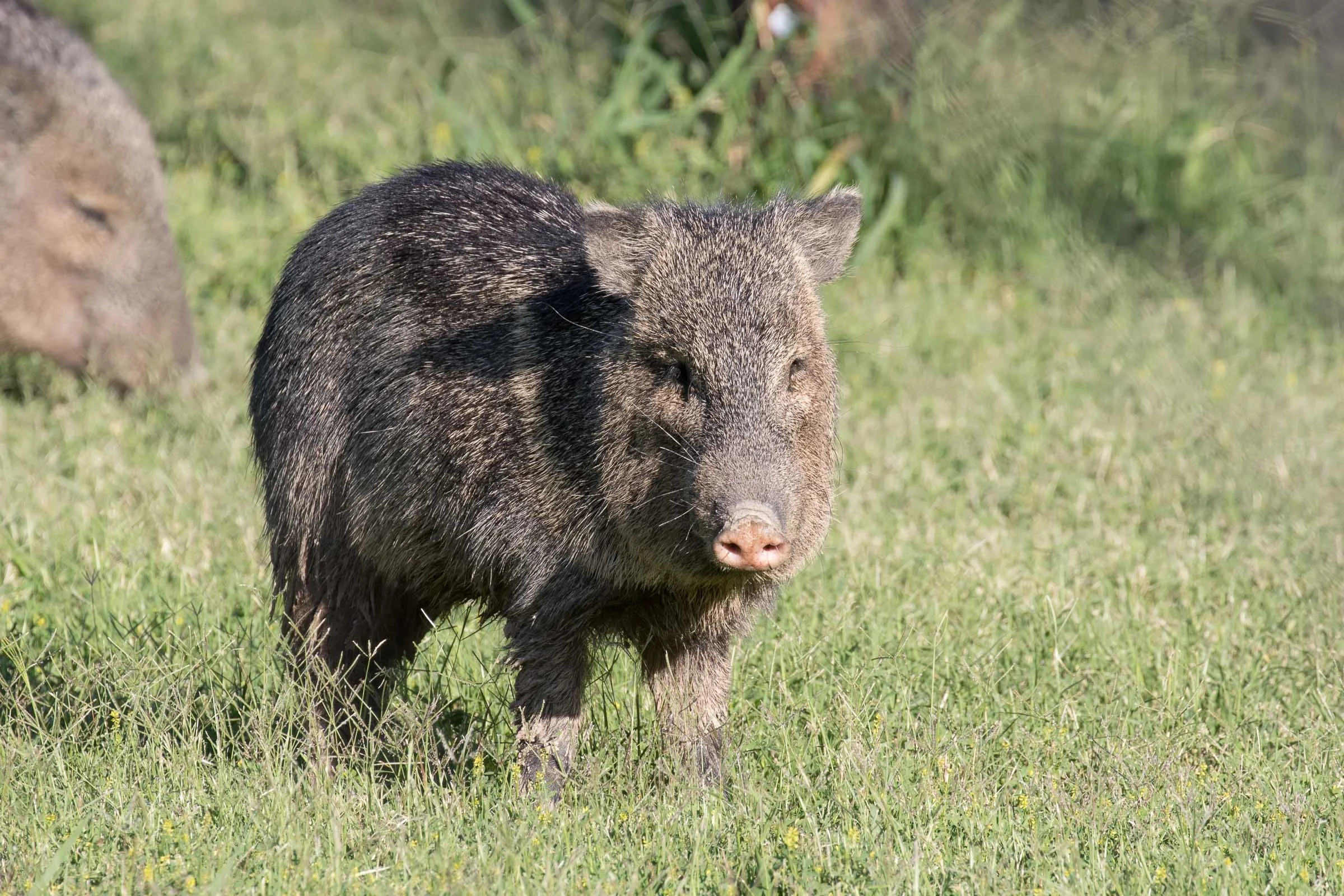 Javelina