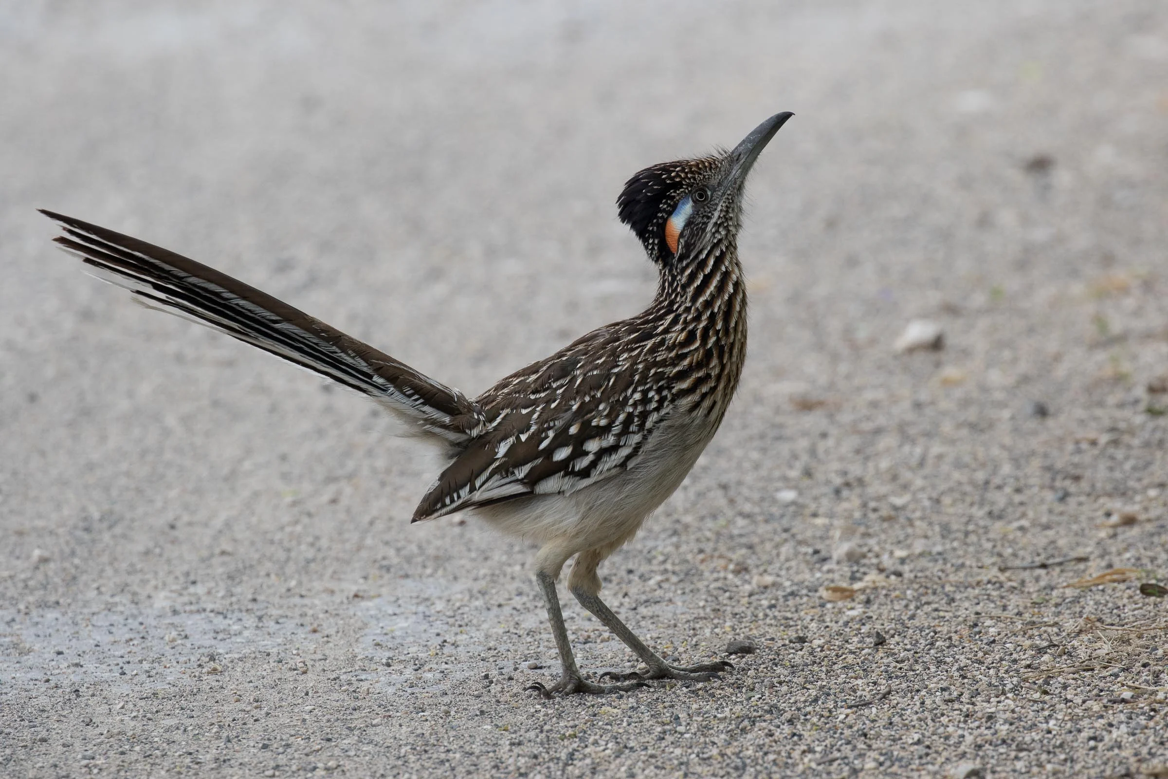 Greater Roadrunner