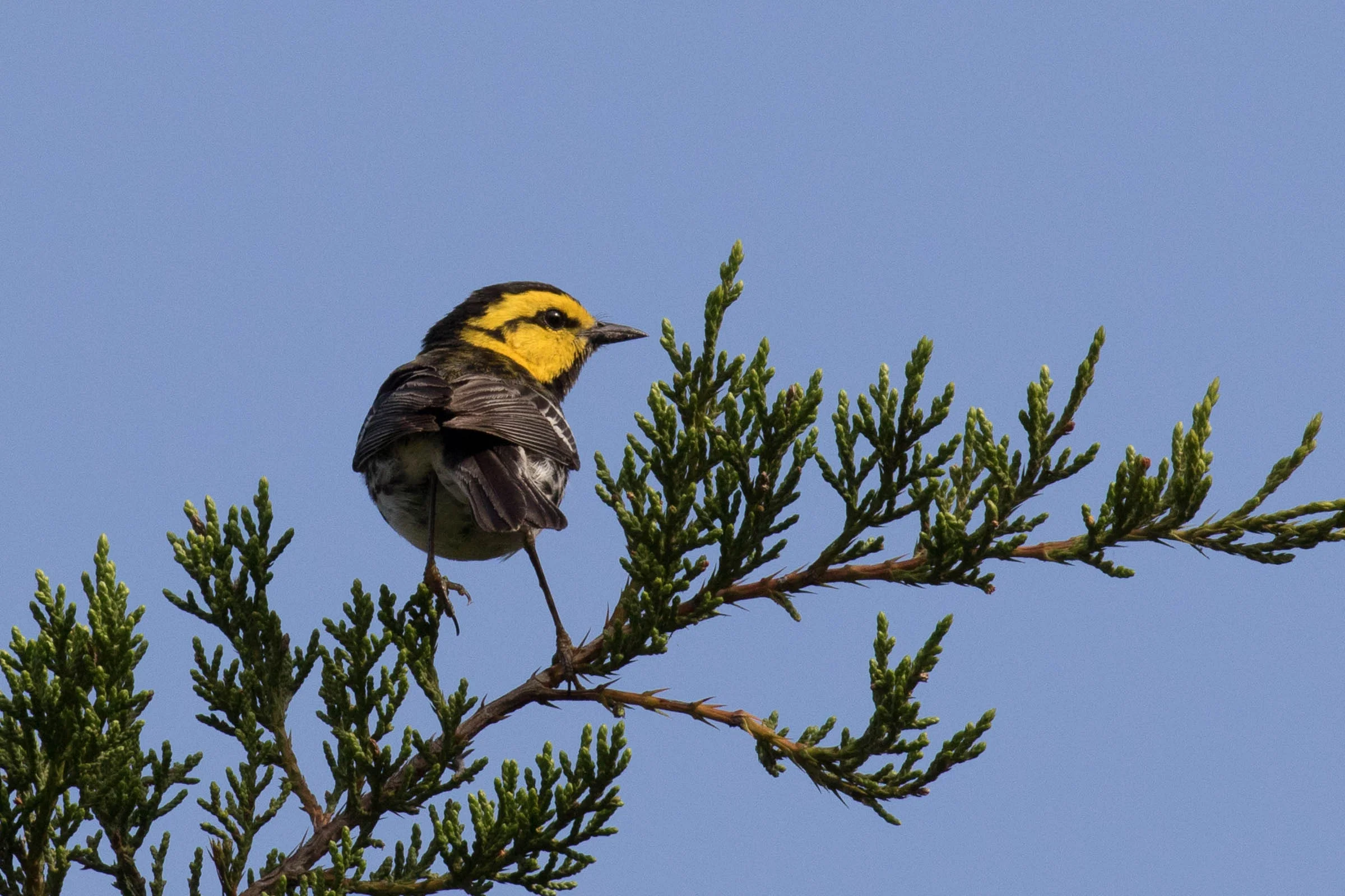 Golden-cheeked Warbler