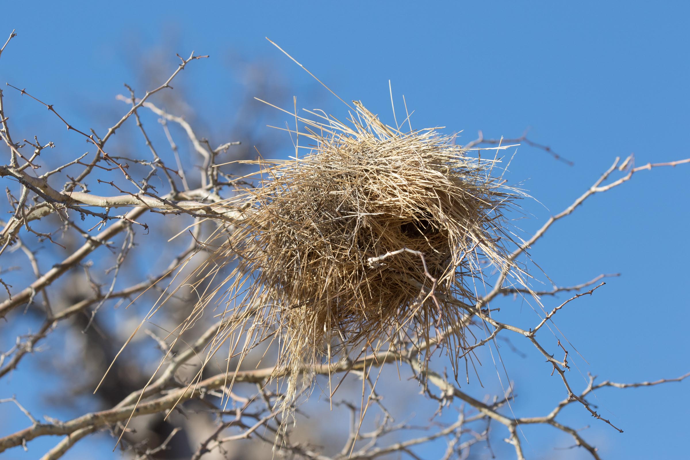 White-browed Sparrow Weaver nest