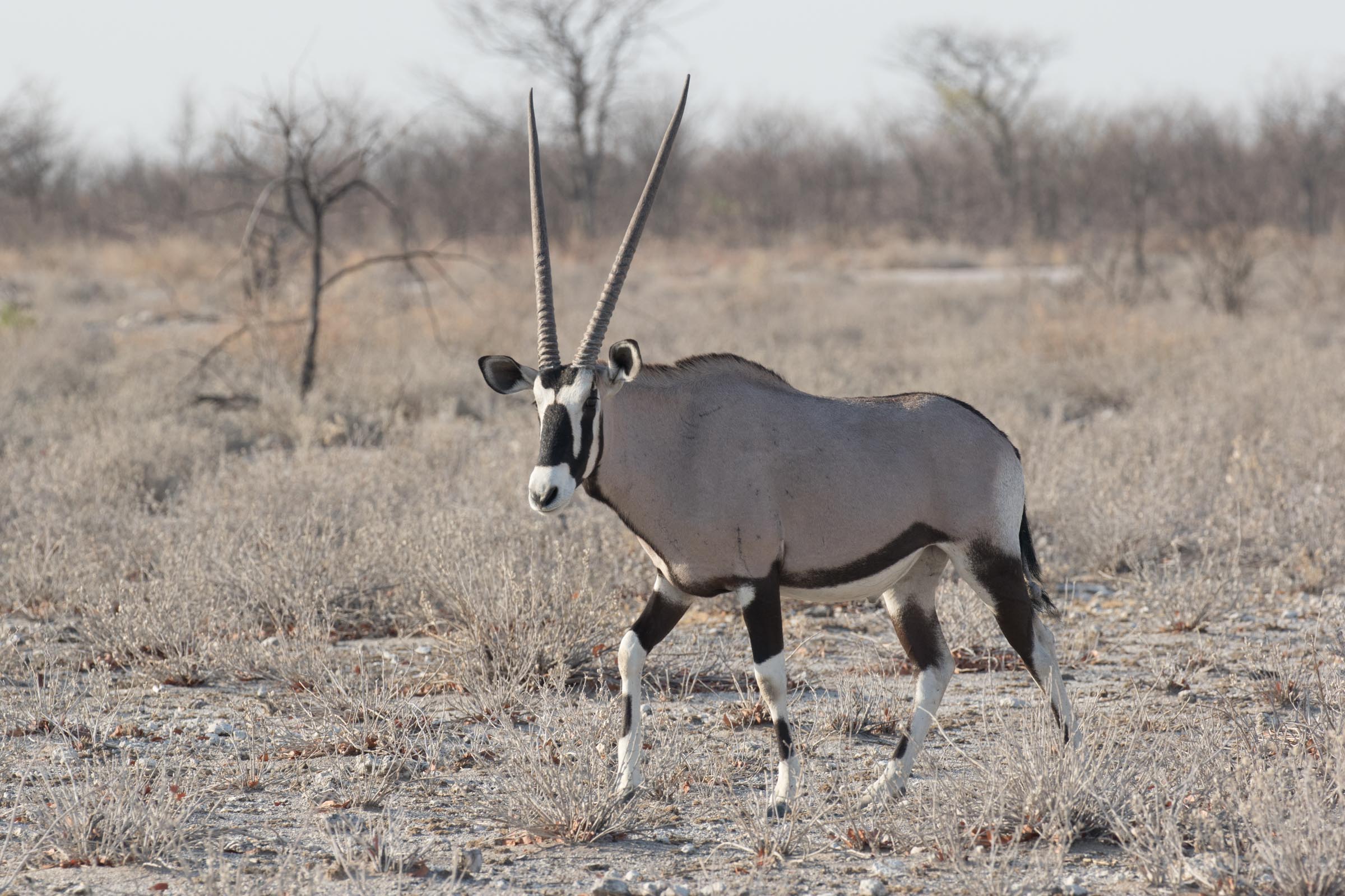 Oryx