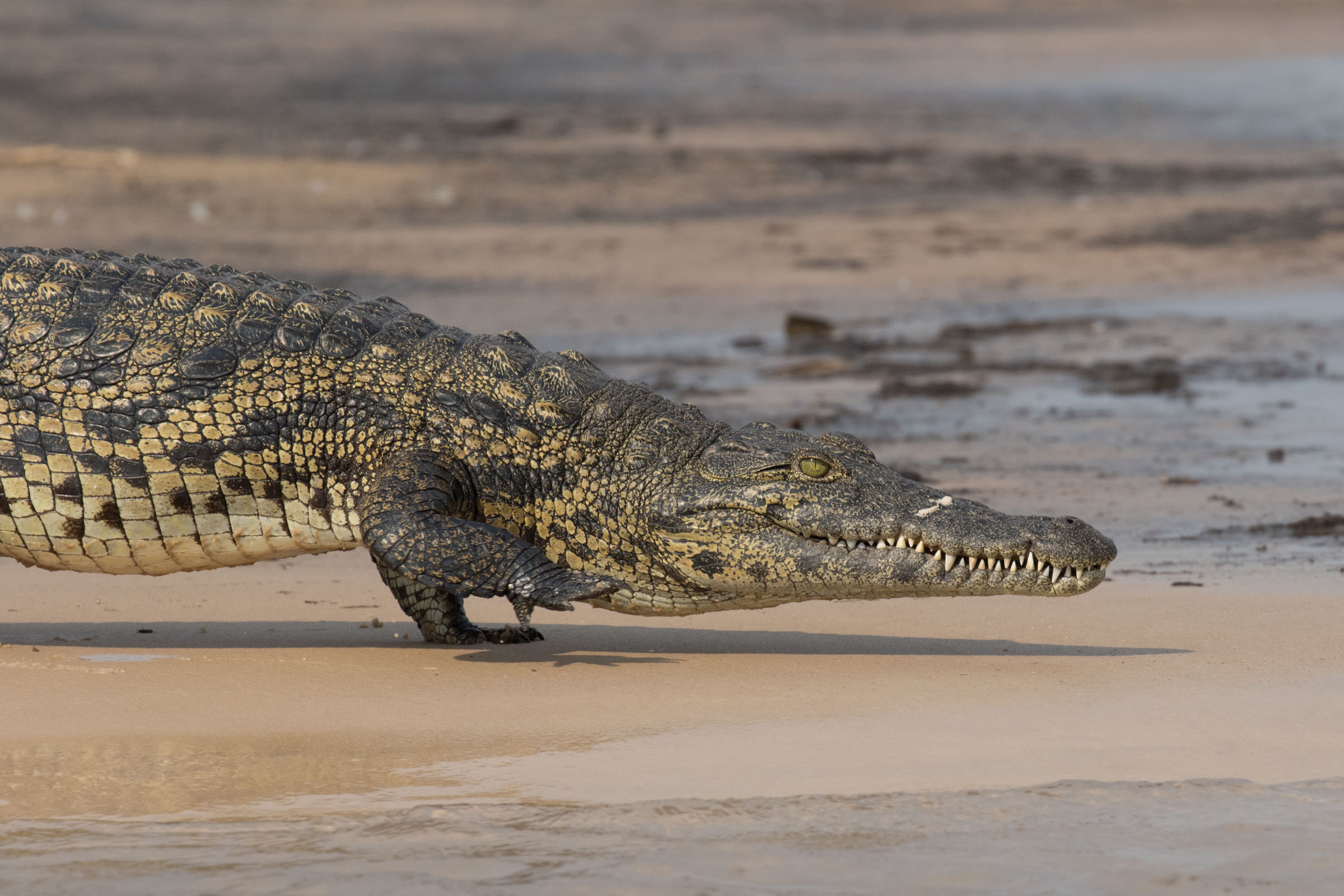Nile Crocodile