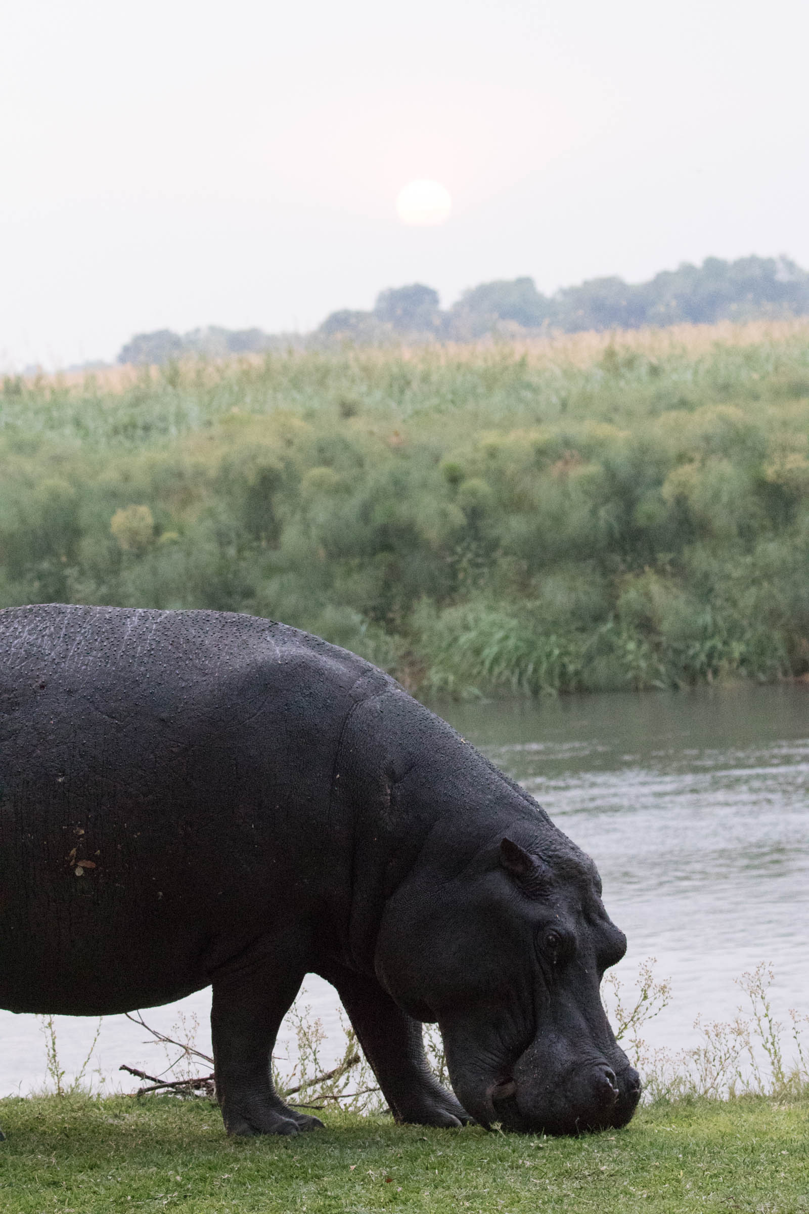 Hippopotamus