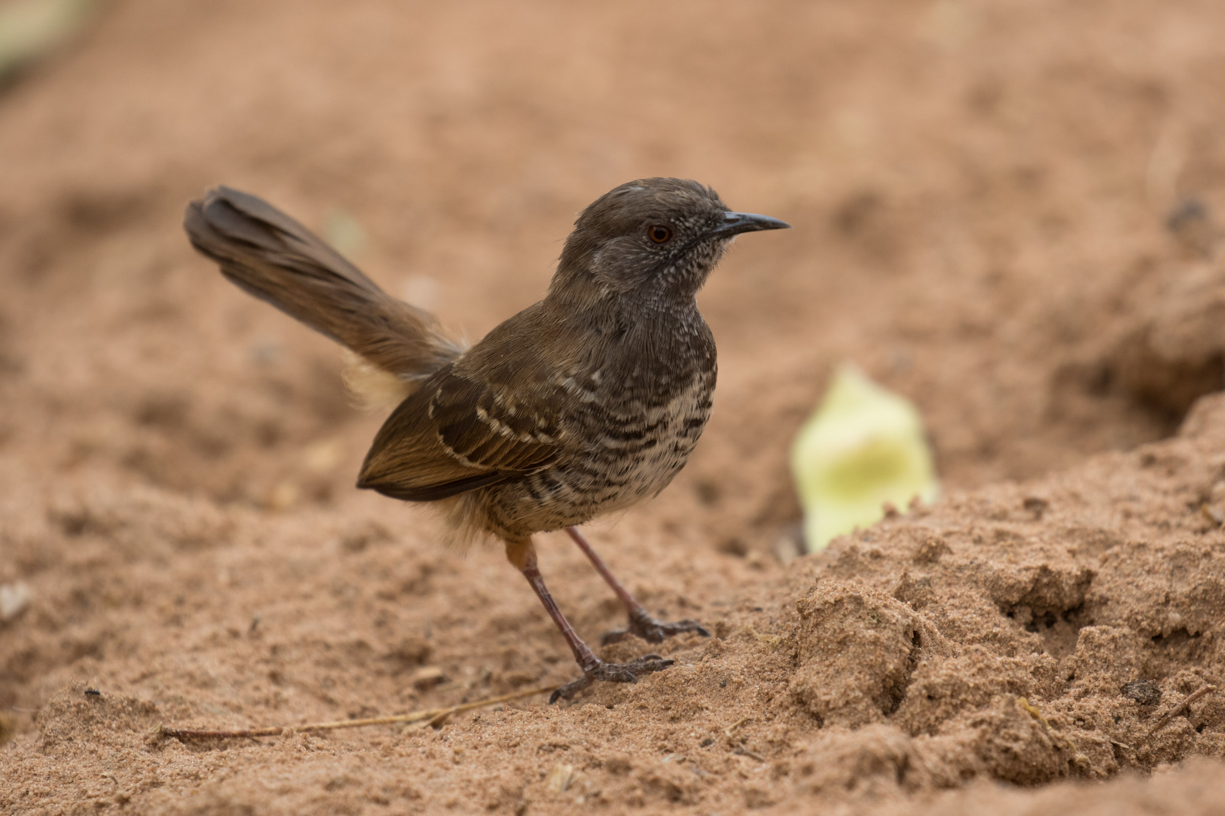 Barred Wren-Warbler
