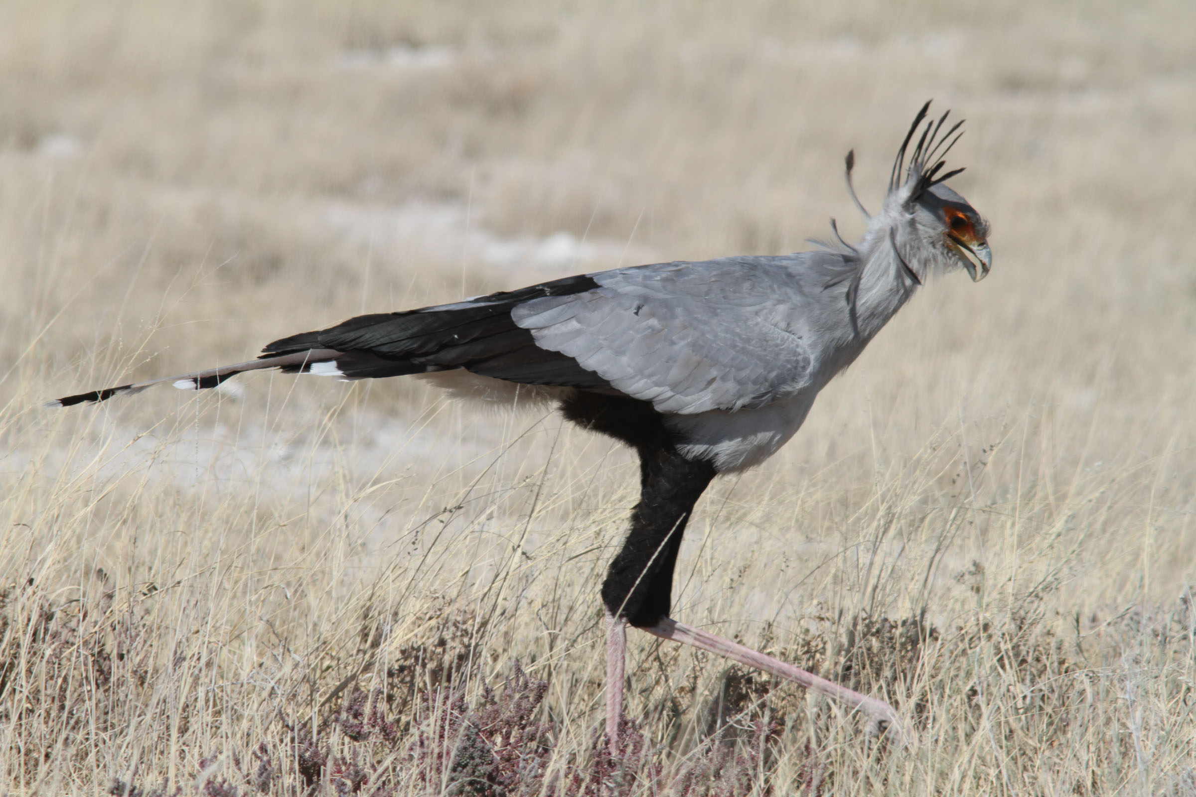 Secretarybird