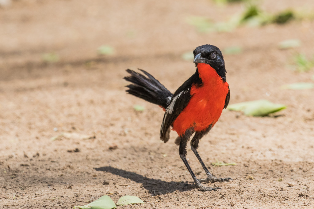 Crimson-breasted Shrike