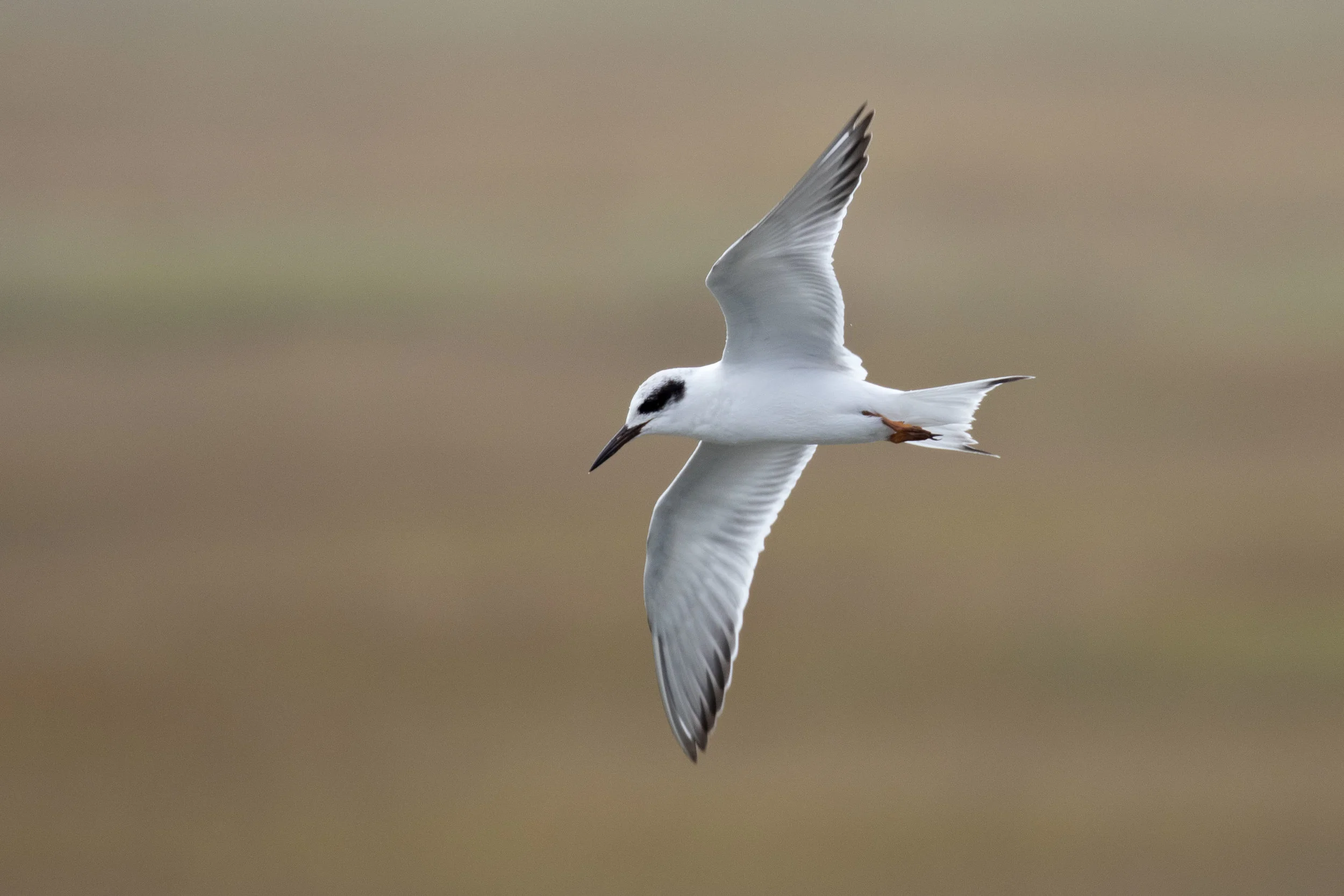 Forster's Tern