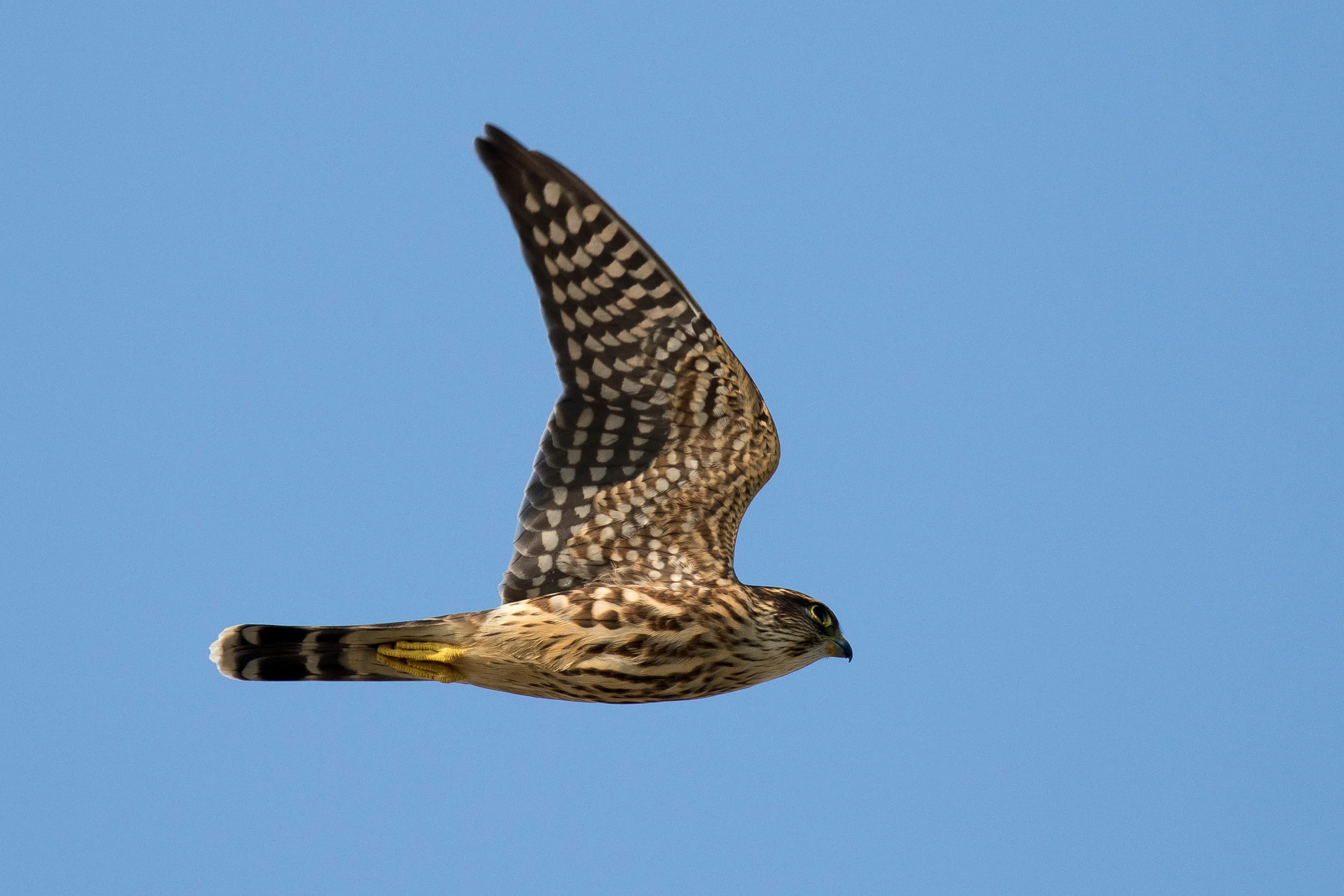 Merlin