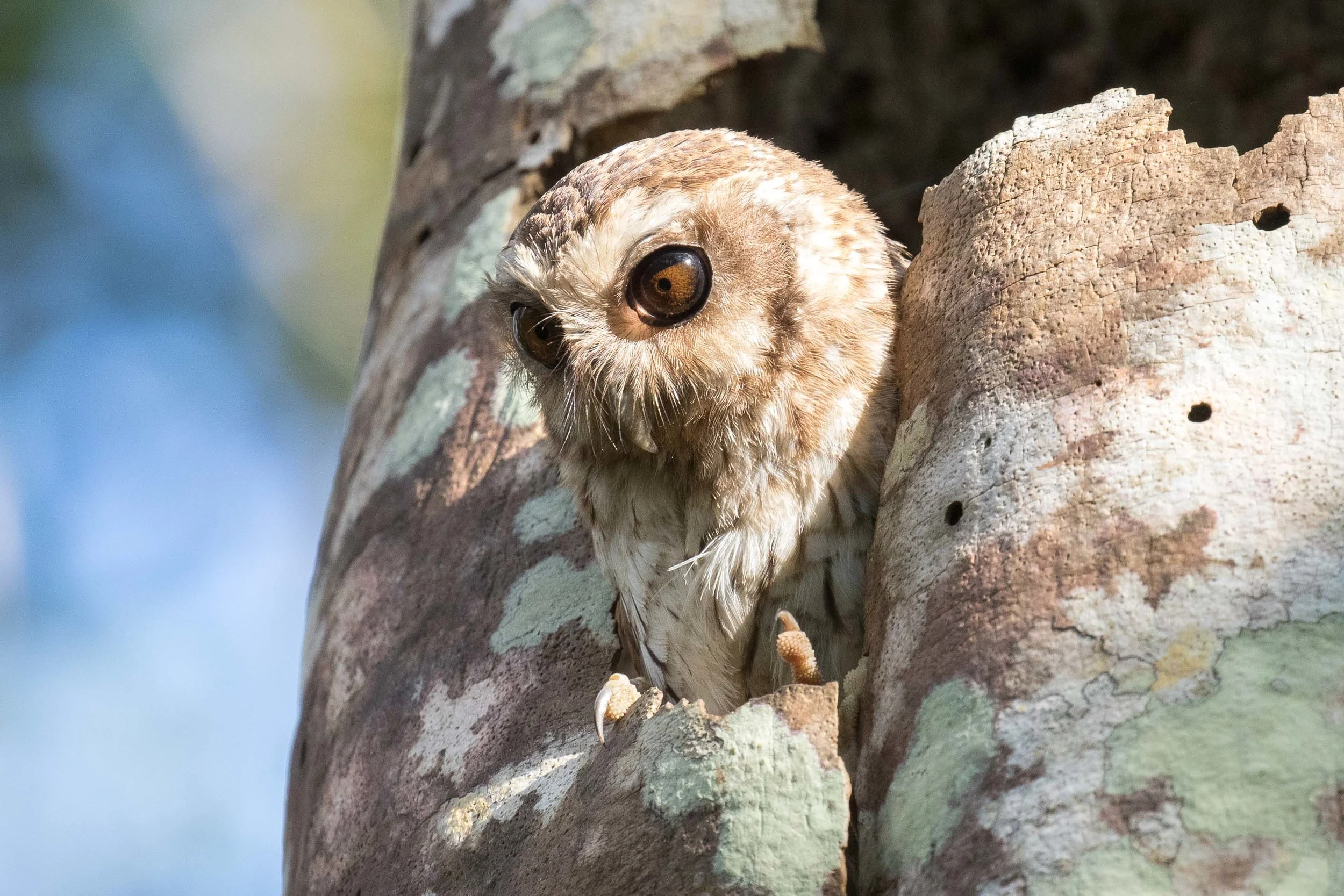 Bare-legged Owl